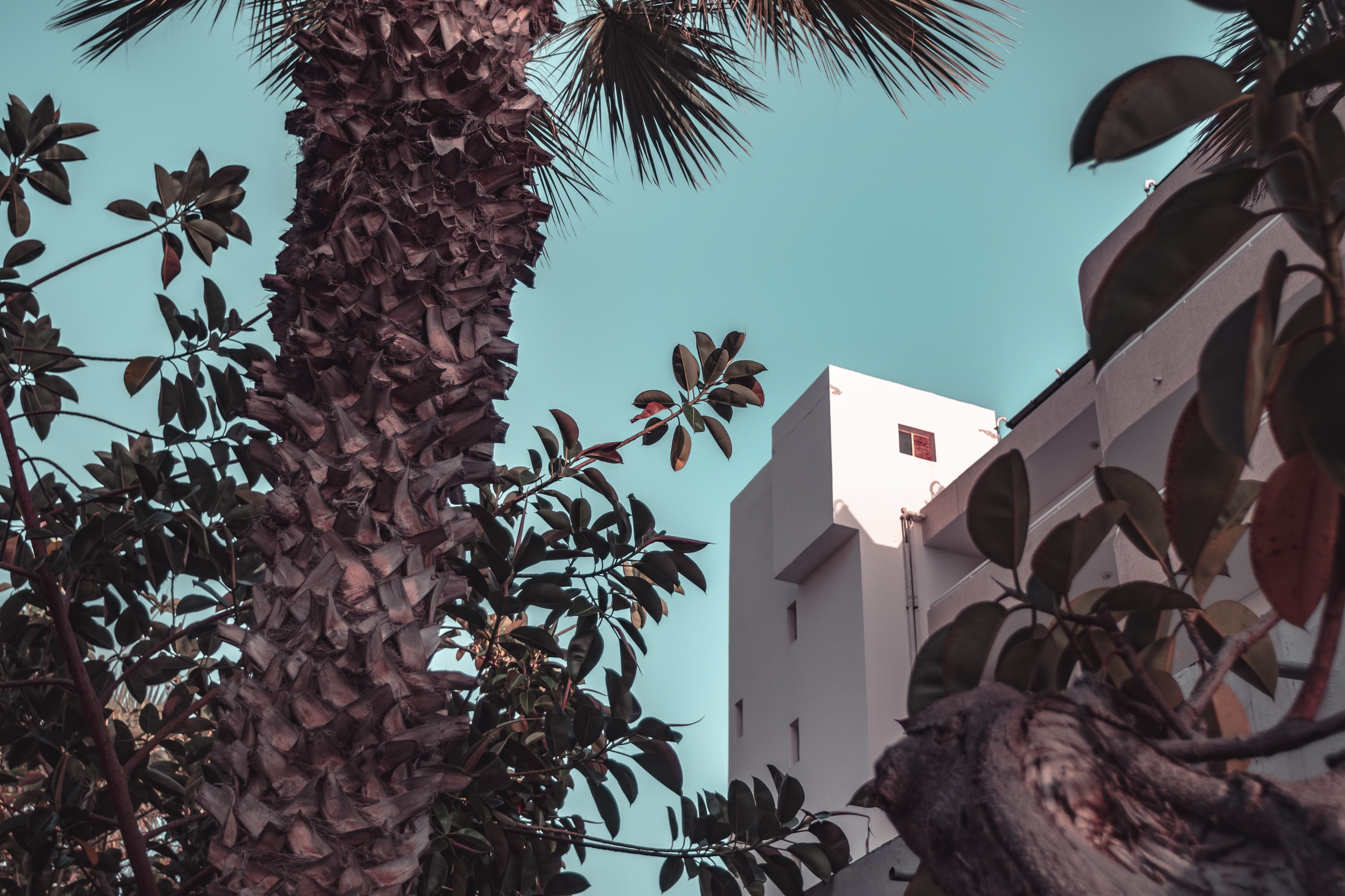 plant, minolta, work, low angle view, cyan, branch, hot, sky, leaf, trunk, scene, built structure, travel, colors, summer, tree, building exterior, outdoors, HD Wallpaper