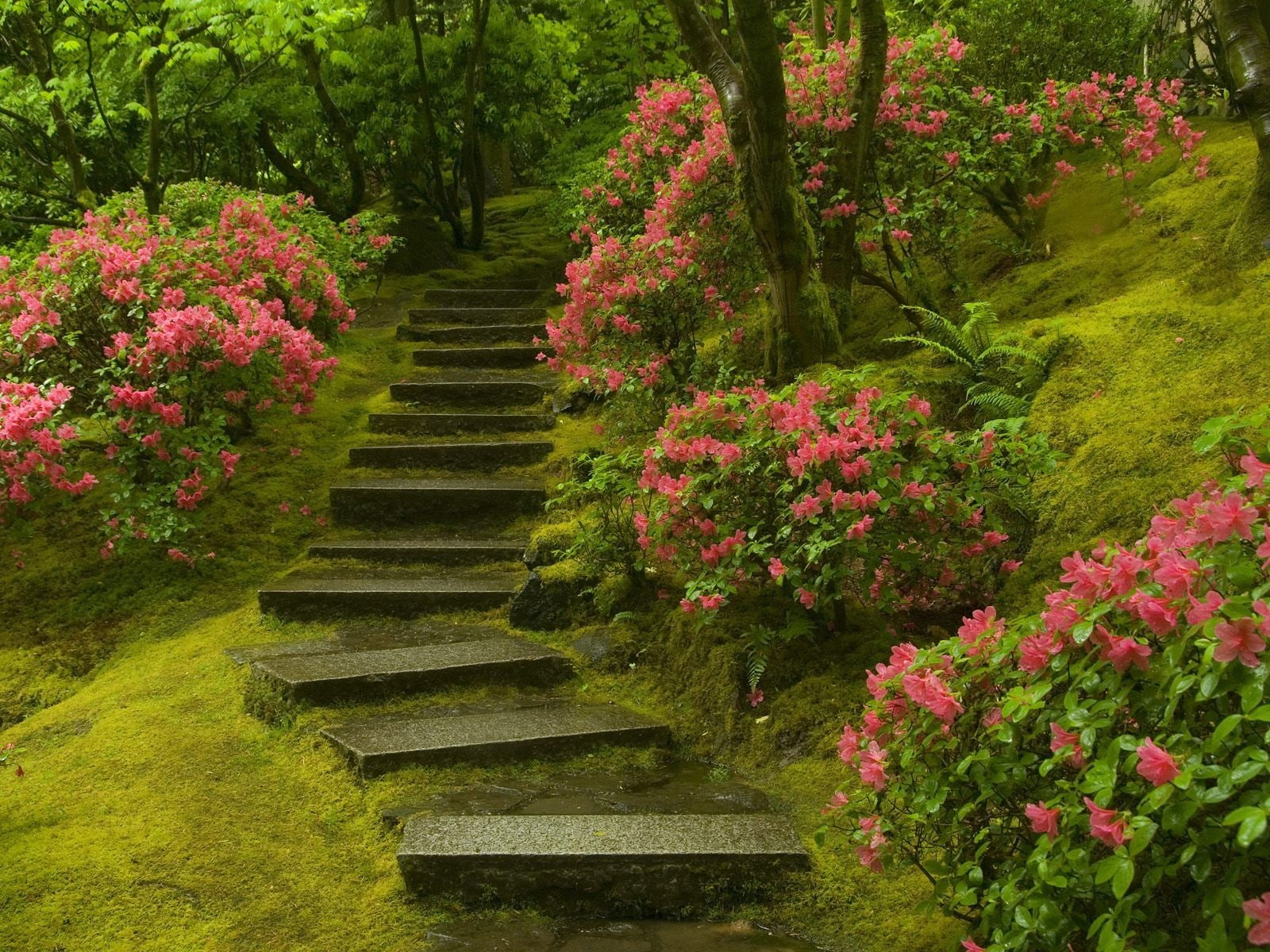 nature, plants, grass, 720P, garden, hd, green, steps, moss, HD Wallpaper