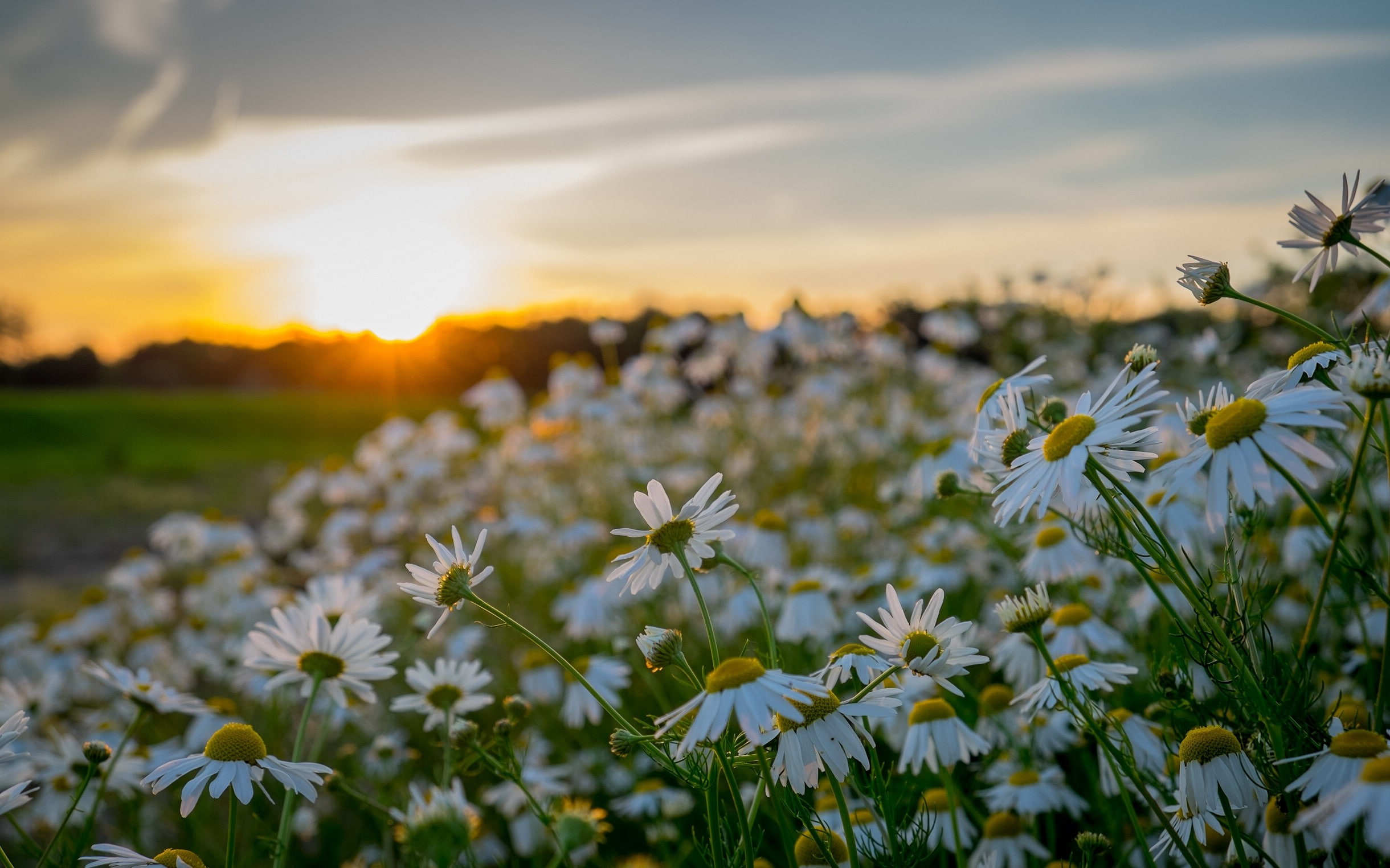 1080P, sunset, flowers, daisies, HD Wallpaper
