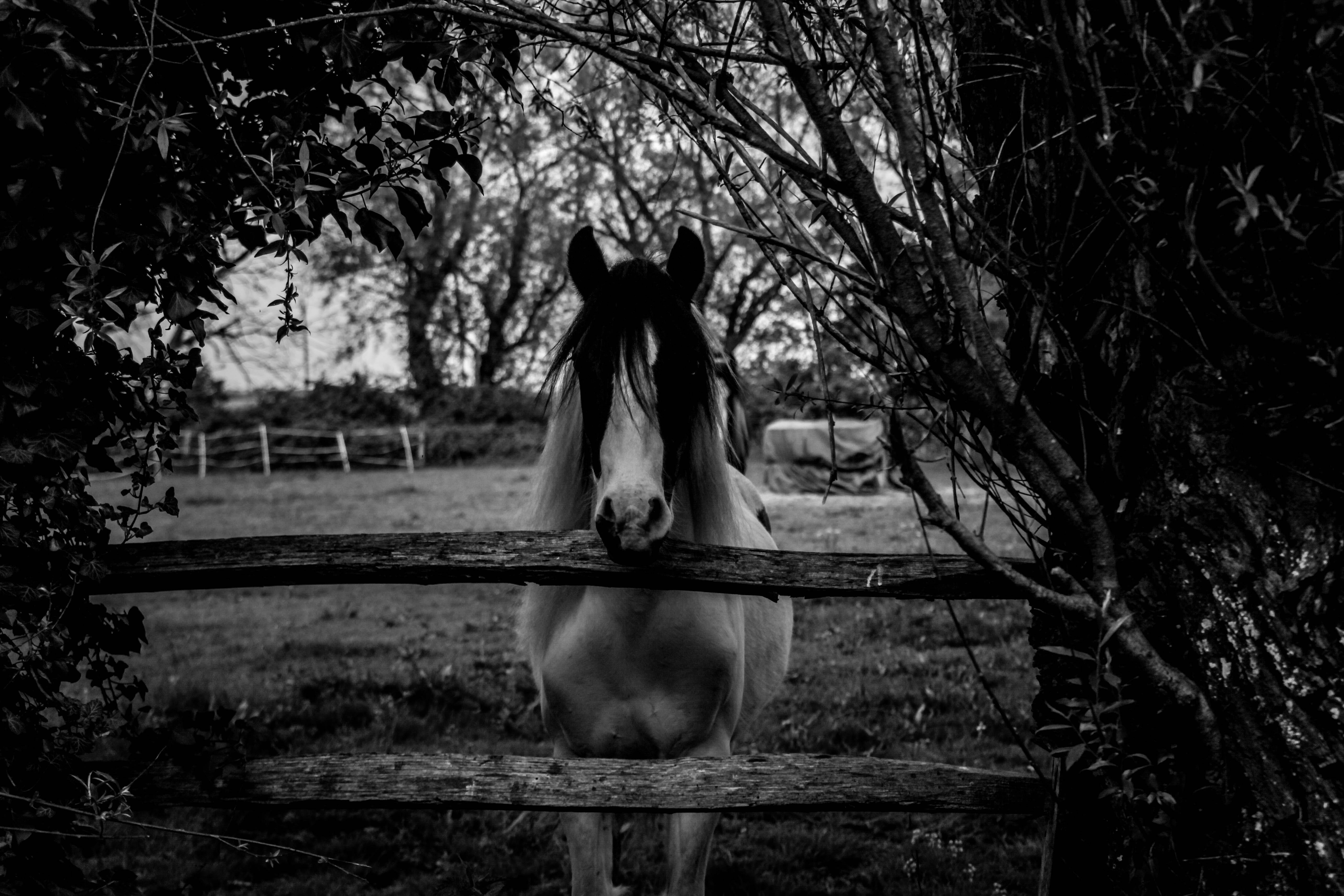 herbivorous, tree, white, mane, behind, mustang, domestic animals, vertebrate, nature, gallop, horse, one animal, livestock, wild, black and white, race, HD Wallpaper