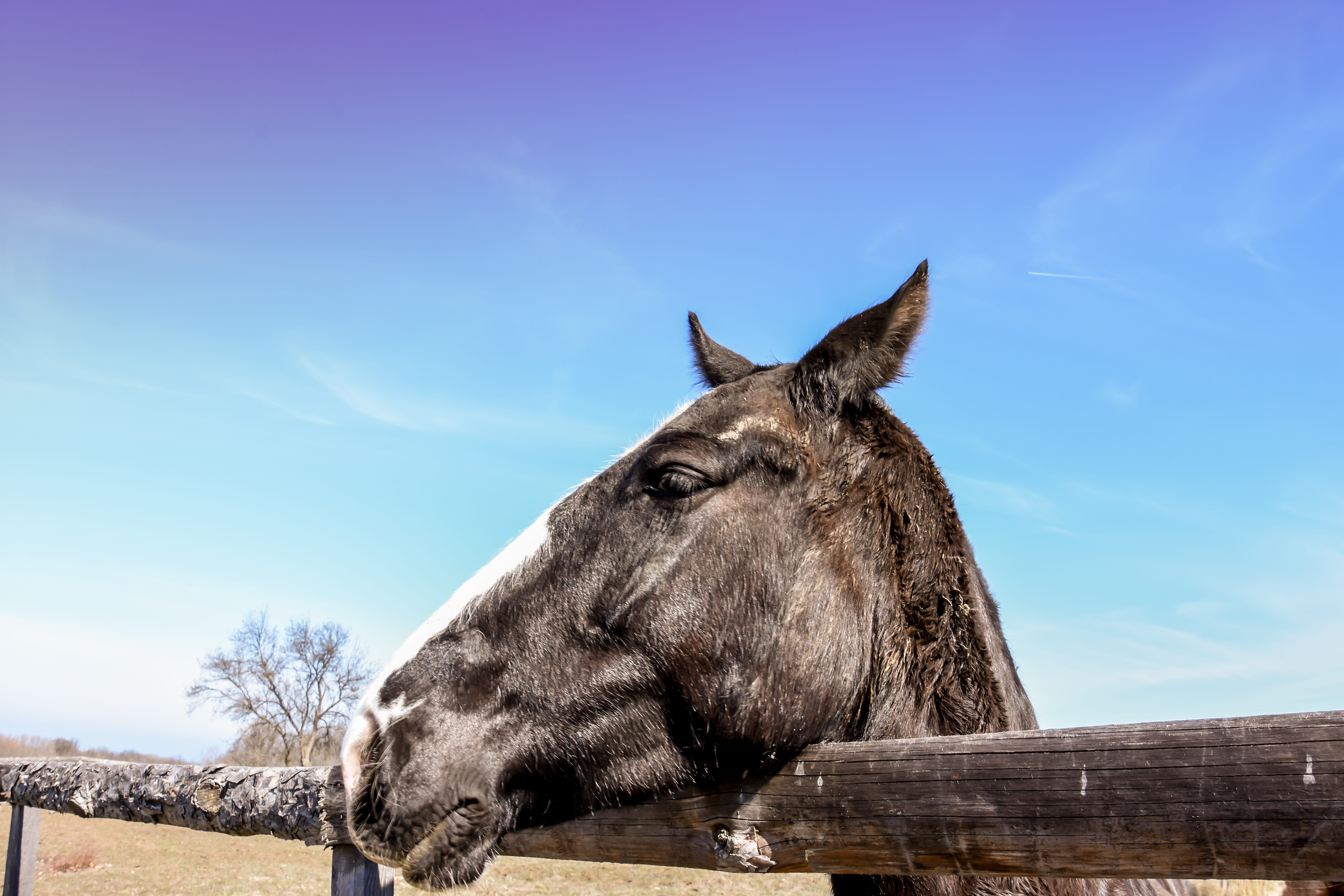sky, Horses, mare, strength, animal wildlife, outdoors, stallion, 5K, one animal, animal, blue, day, Ranch, Wild Horse, gallop, speed, domestic animals, HD Wallpaper
