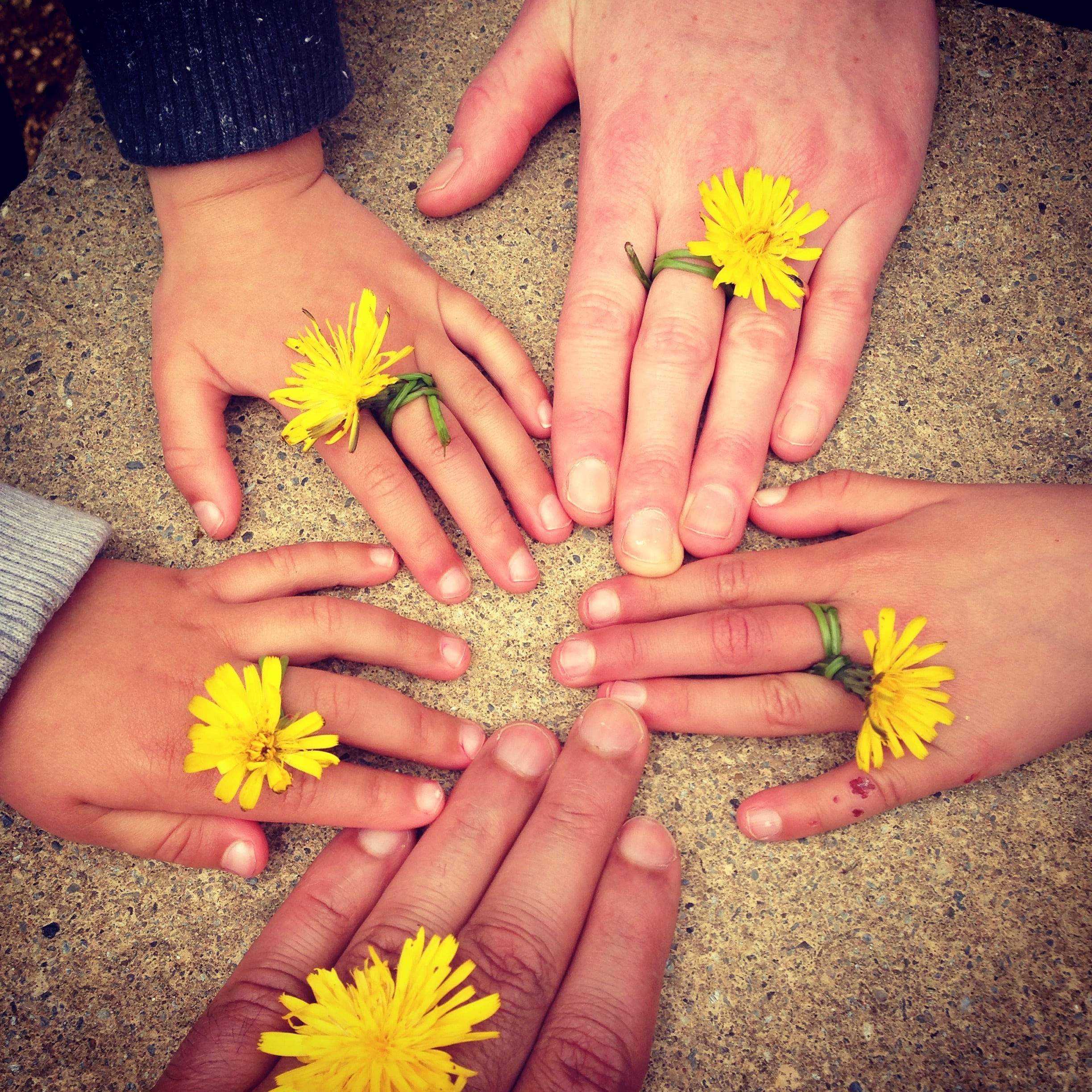 family hand, hand, human Hand, dandelion, day, lifestyle, nature, yellow, high angle view, freshness, bonding, together, girl, togetherness, happy family outdoors, Phone HD Wallpaper