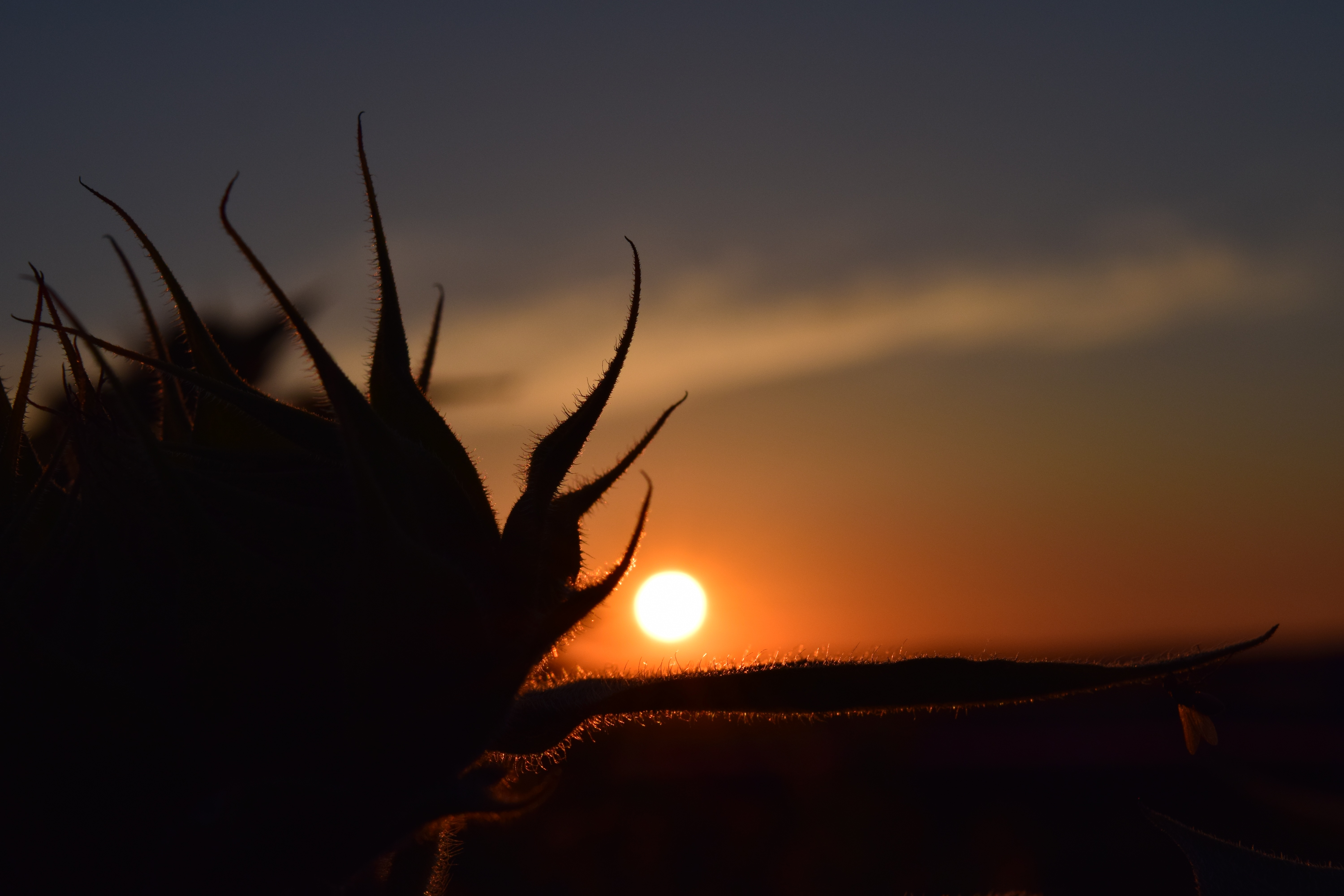 non-urban scene, sunset, plant, shadow, scenics - nature, red, nature, outdoors, water, mood, sun, sunlight, contours, back light, romantic sky, sun flower, HD Wallpaper