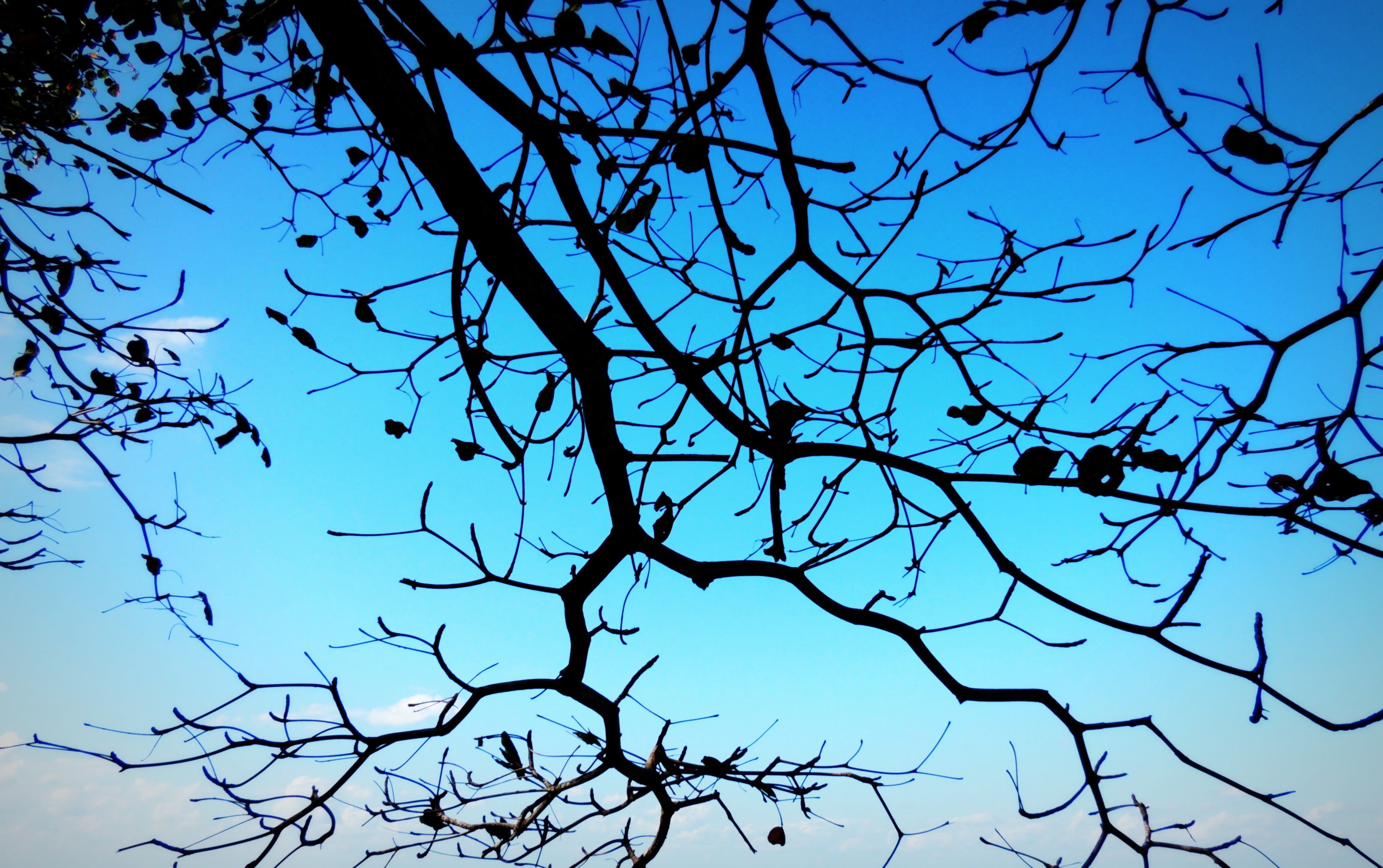 tranquil scene, low angle view, growth, tranquility, clear sky, backgrounds, day, blue, directly below, outdoors, branch, 4K, sky, silhouette, wood, bare tree, HD Wallpaper