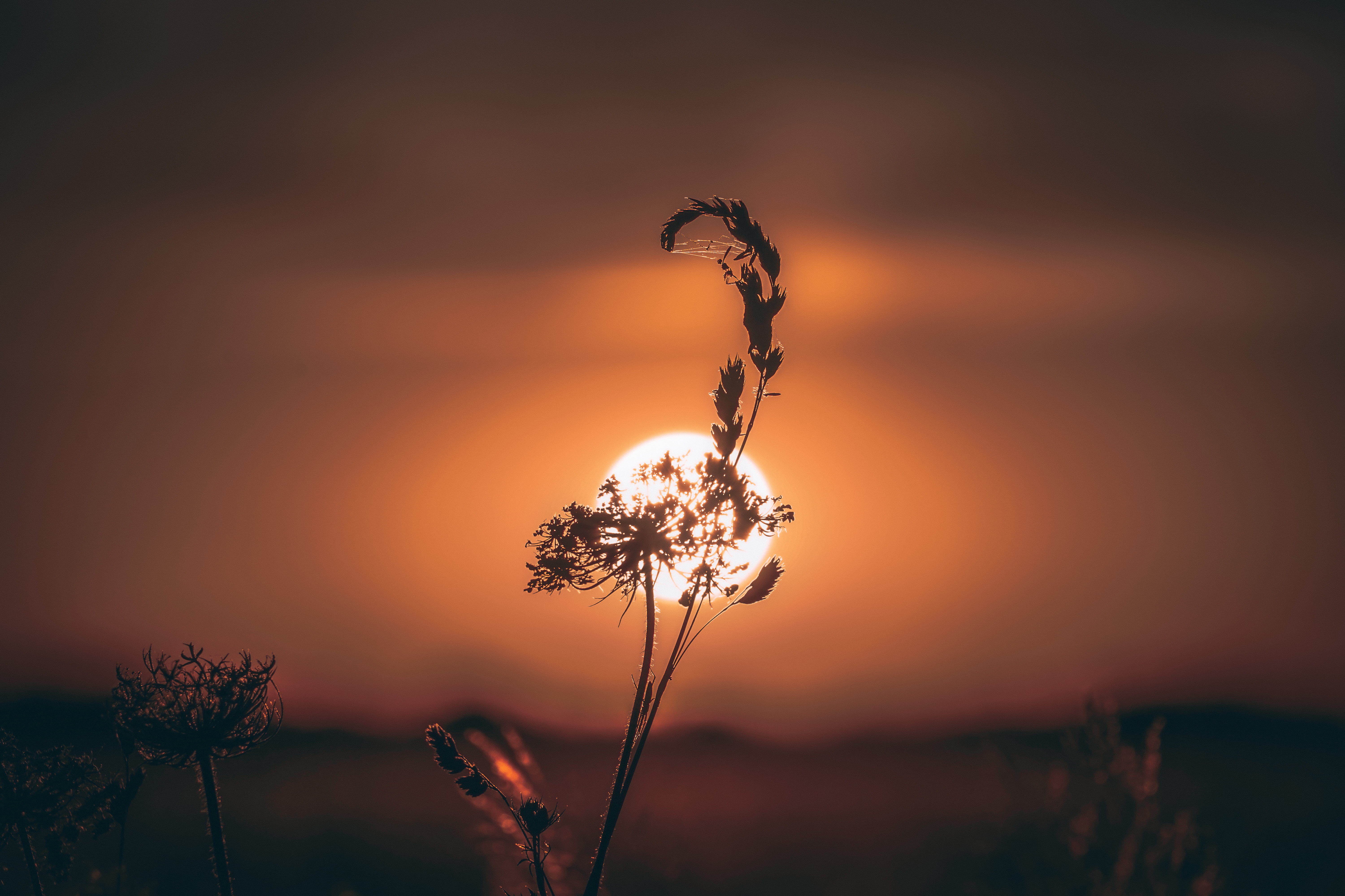 plant stem, sky, close-up, growth, travel, back lit, no people, orange color, tranquil scene, grass, tranquility, color, dead plant, nature, beauty in nature, HD Wallpaper