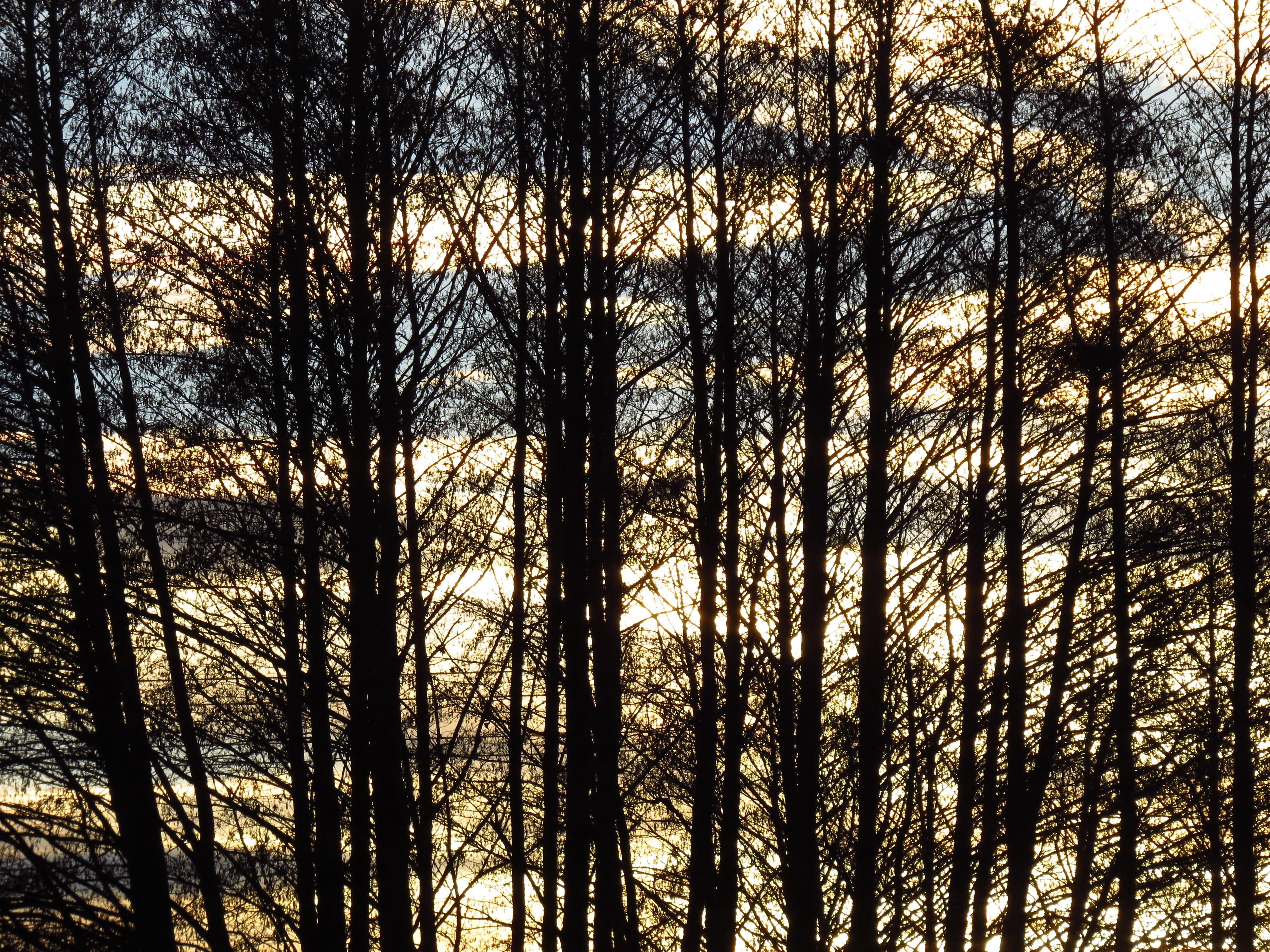tranquility, low angle view, abendstimmung, trees, Forest, black, branch, silhouette, outdoors, coniferous tree, plant, pine tree, 4K, forest fire, evening, HD Wallpaper