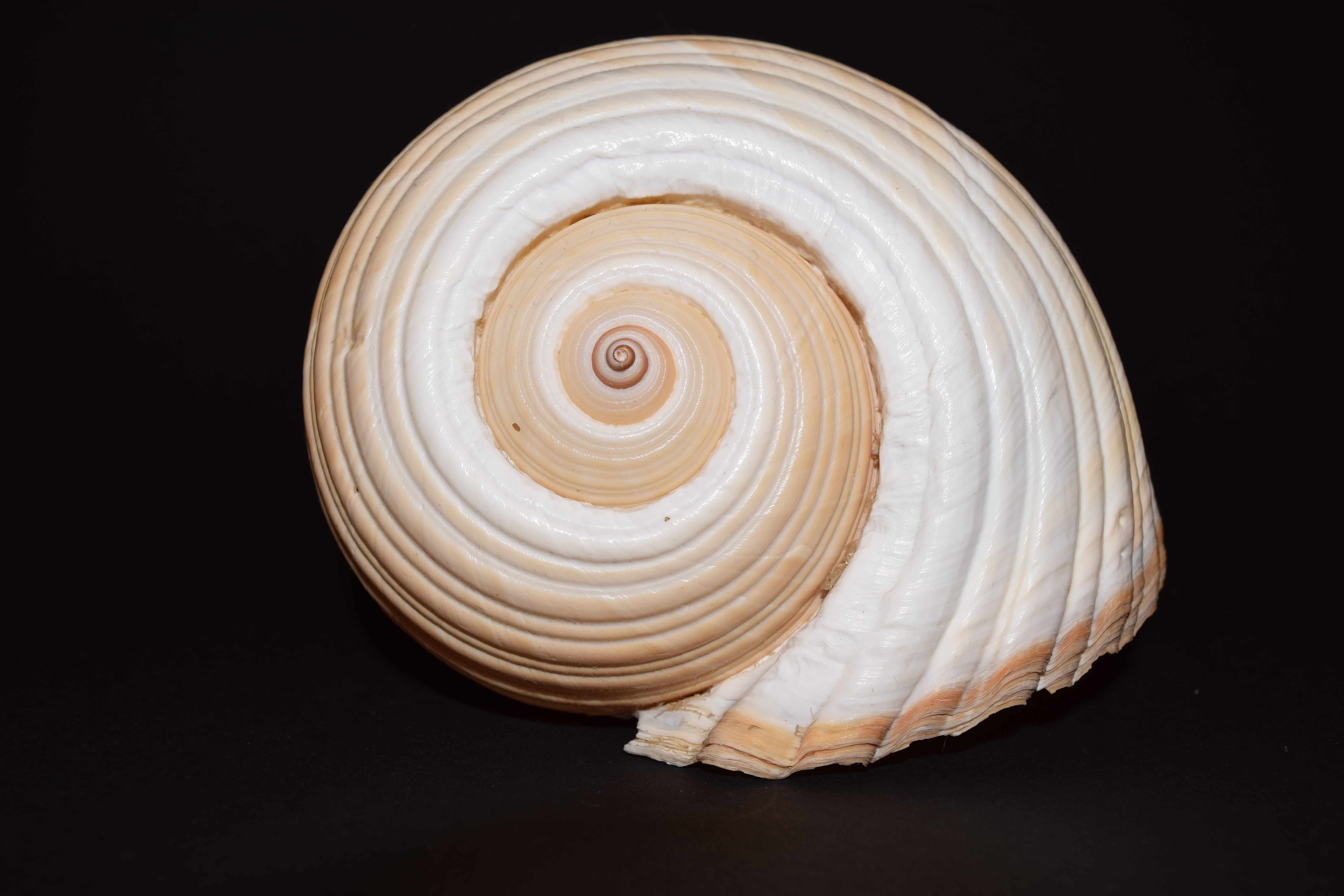 nature, natural pattern, 5K, single object, white, brown, cross section, animal shell, swirl, animal wildlife, close-up, pattern, snail shell, studio shot, HD Wallpaper