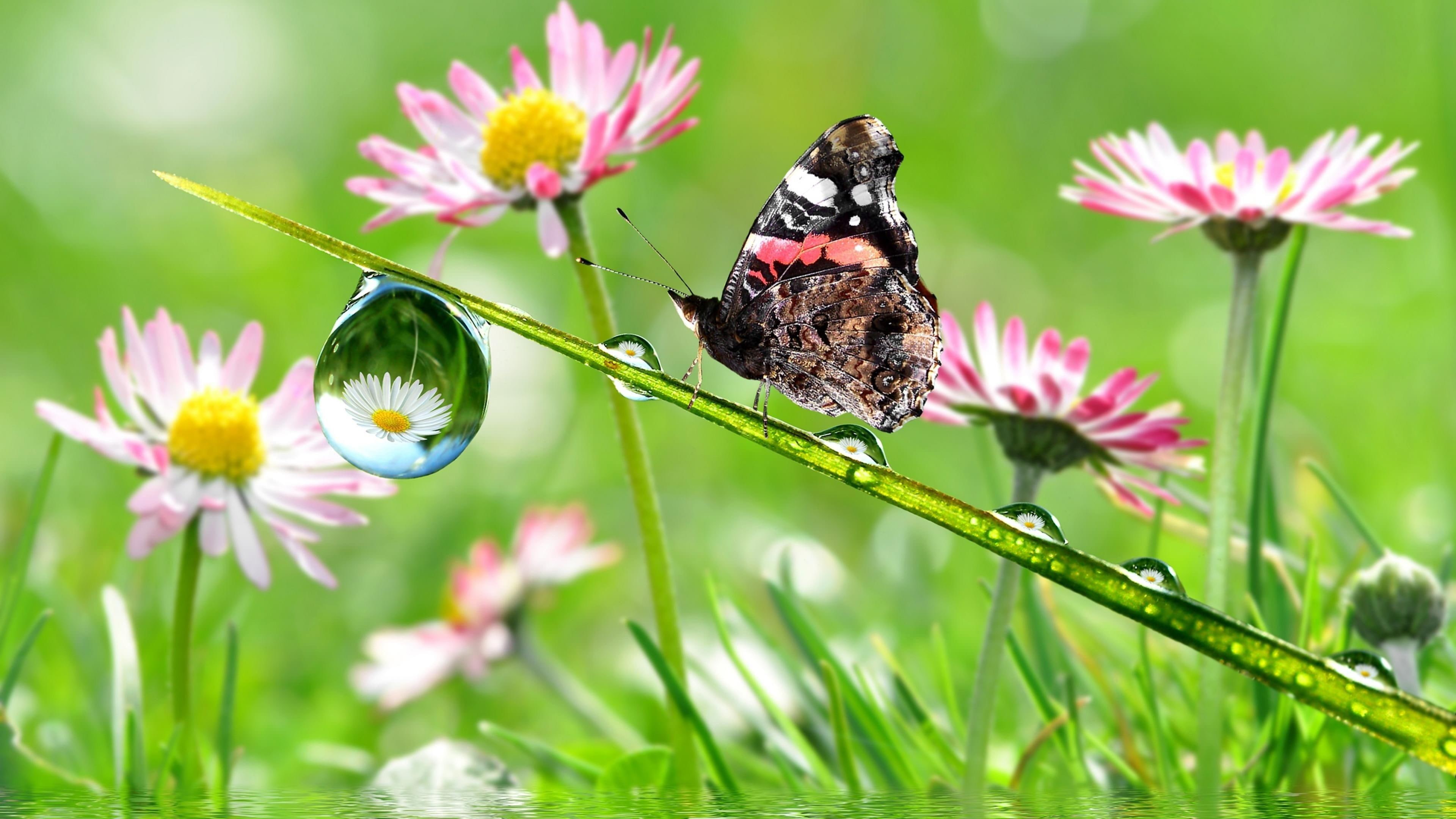 spring, drops, daisy, butterfly, flowery, 4K, grass, HD Wallpaper