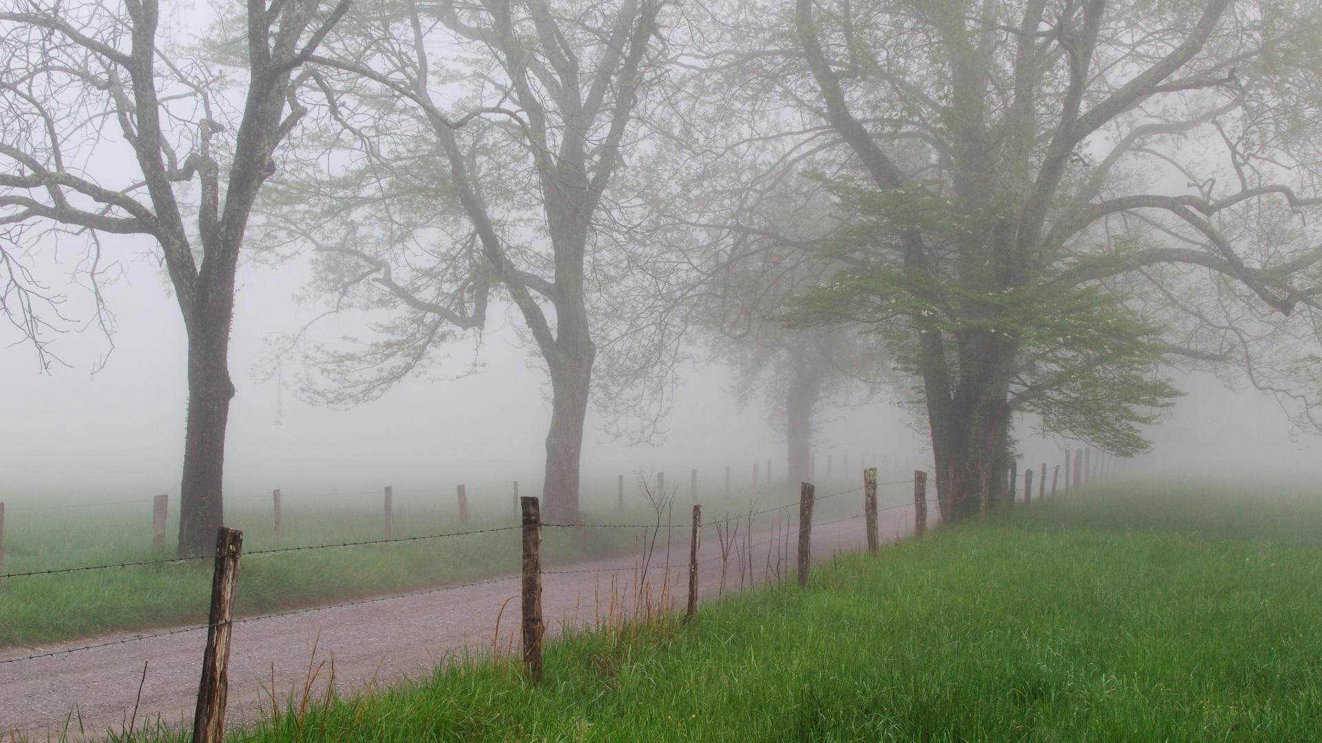 tree, countryside, road, sod, photography, green, foggy, 1080P, 1920x1080, HD Wallpaper