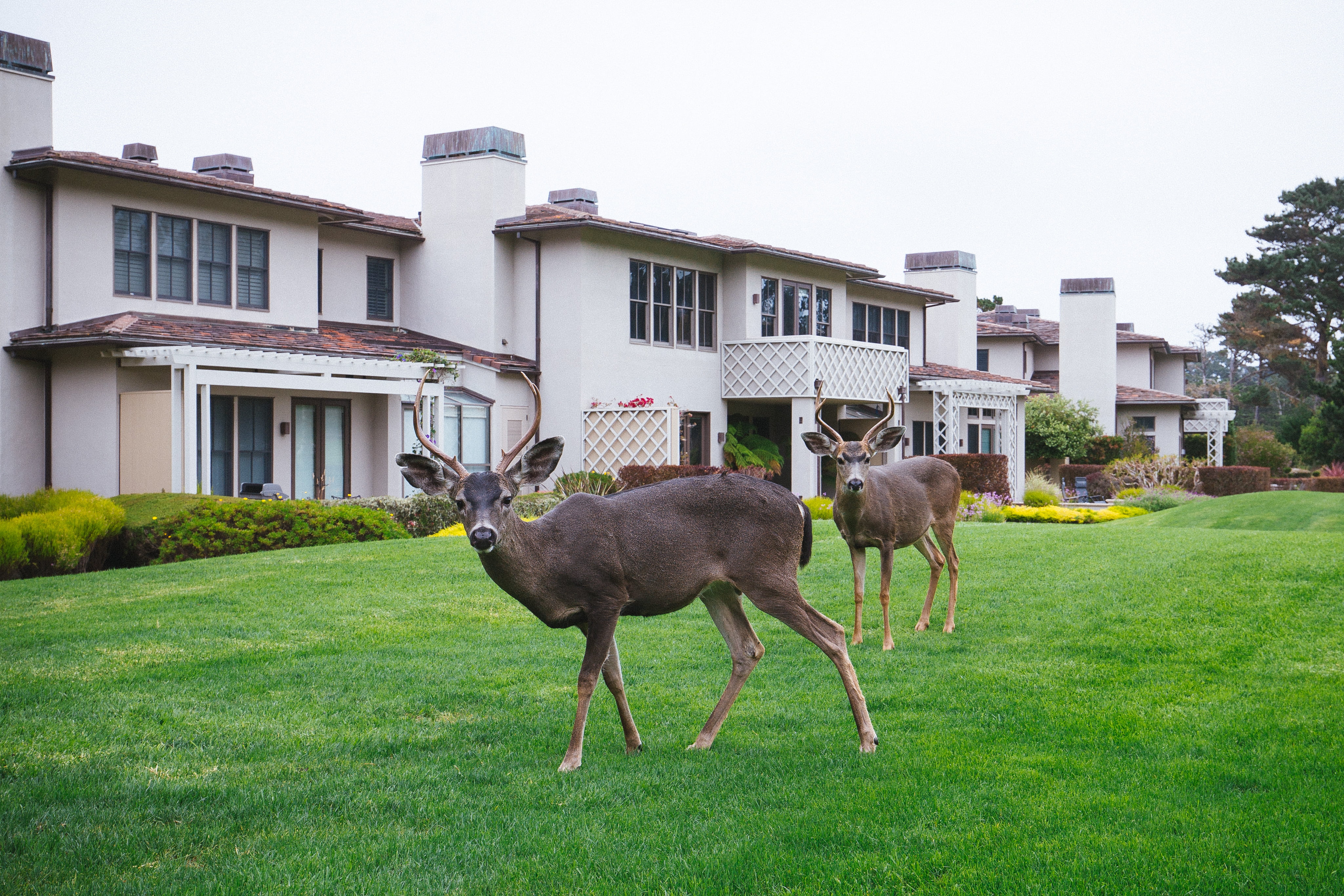 animal themes, field, lawn, residential district, glass, white, animal, built structure, architecture, day, concrete, nature, door, building, deer, building exterior, HD Wallpaper