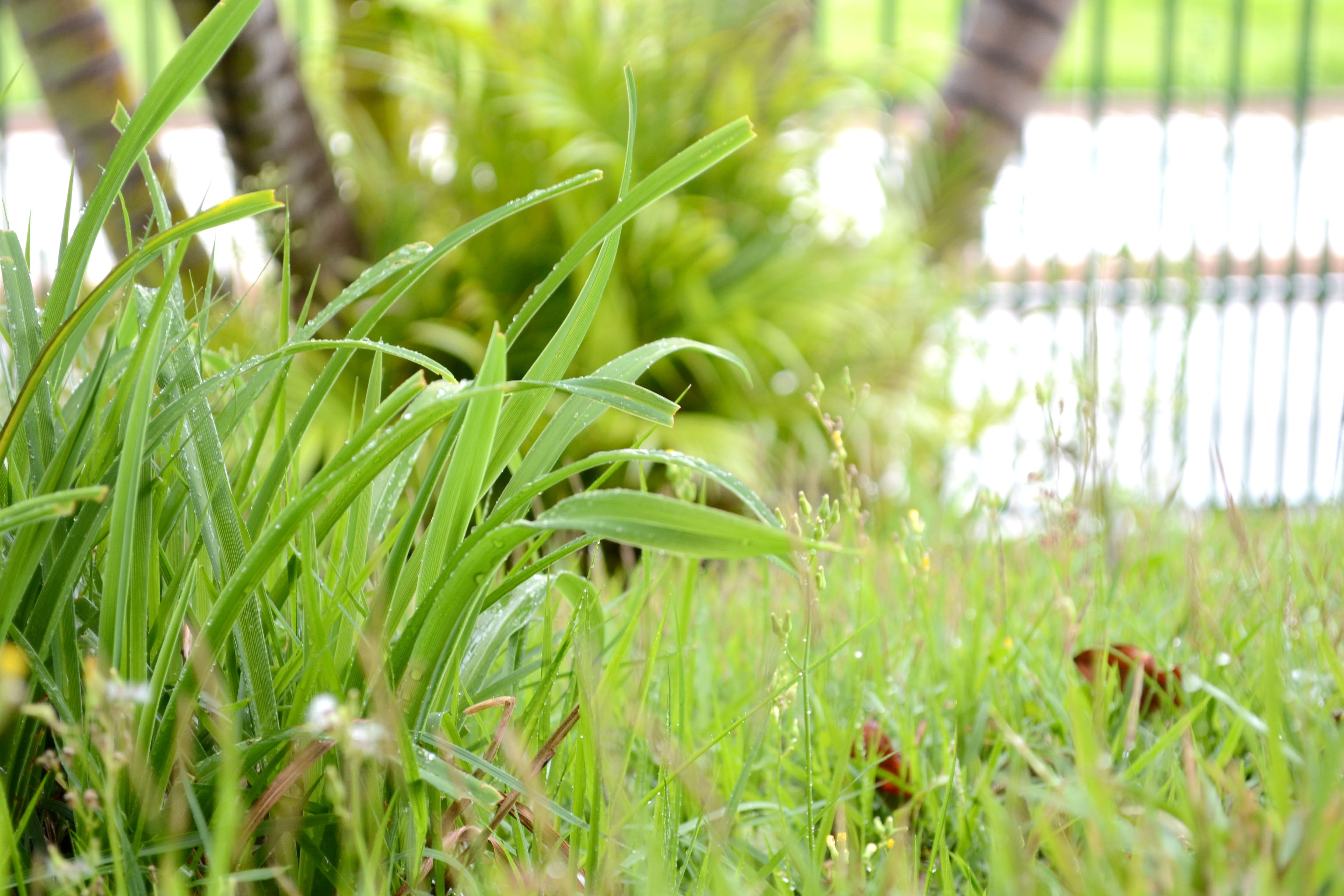 field, tranquility, plants, nature, plant, day, outdoors, capim, no people, grass, raind, gotas de chuva, close-up, growth, blade of grass, selective focus, HD Wallpaper