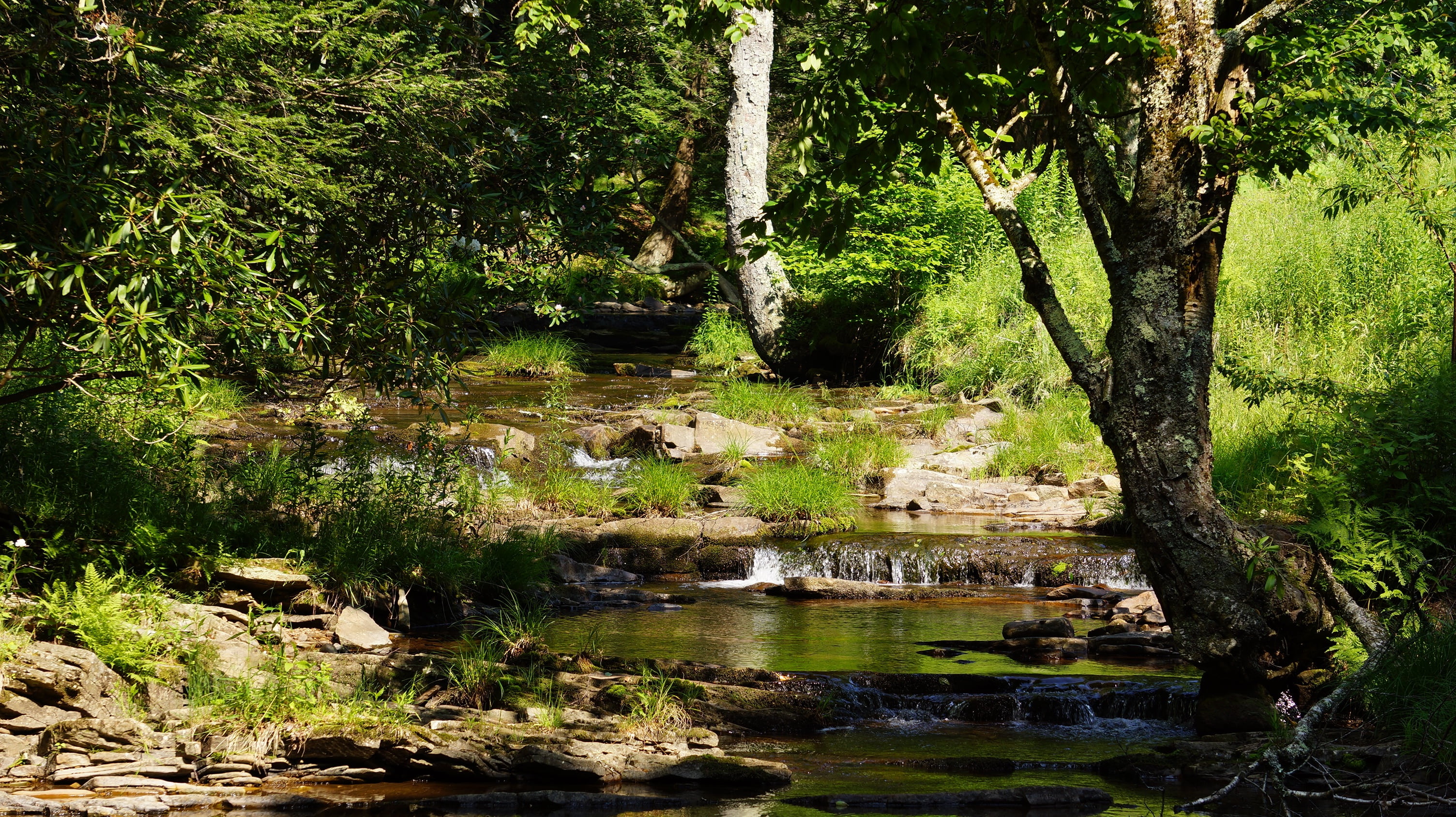 landscape, trunk, scenics - nature, non-urban scene, wilderness, peaceful, plant, woods, sods, outdoors, 2K, tranquil scene, creek, woodland, scenic, day, HD Wallpaper