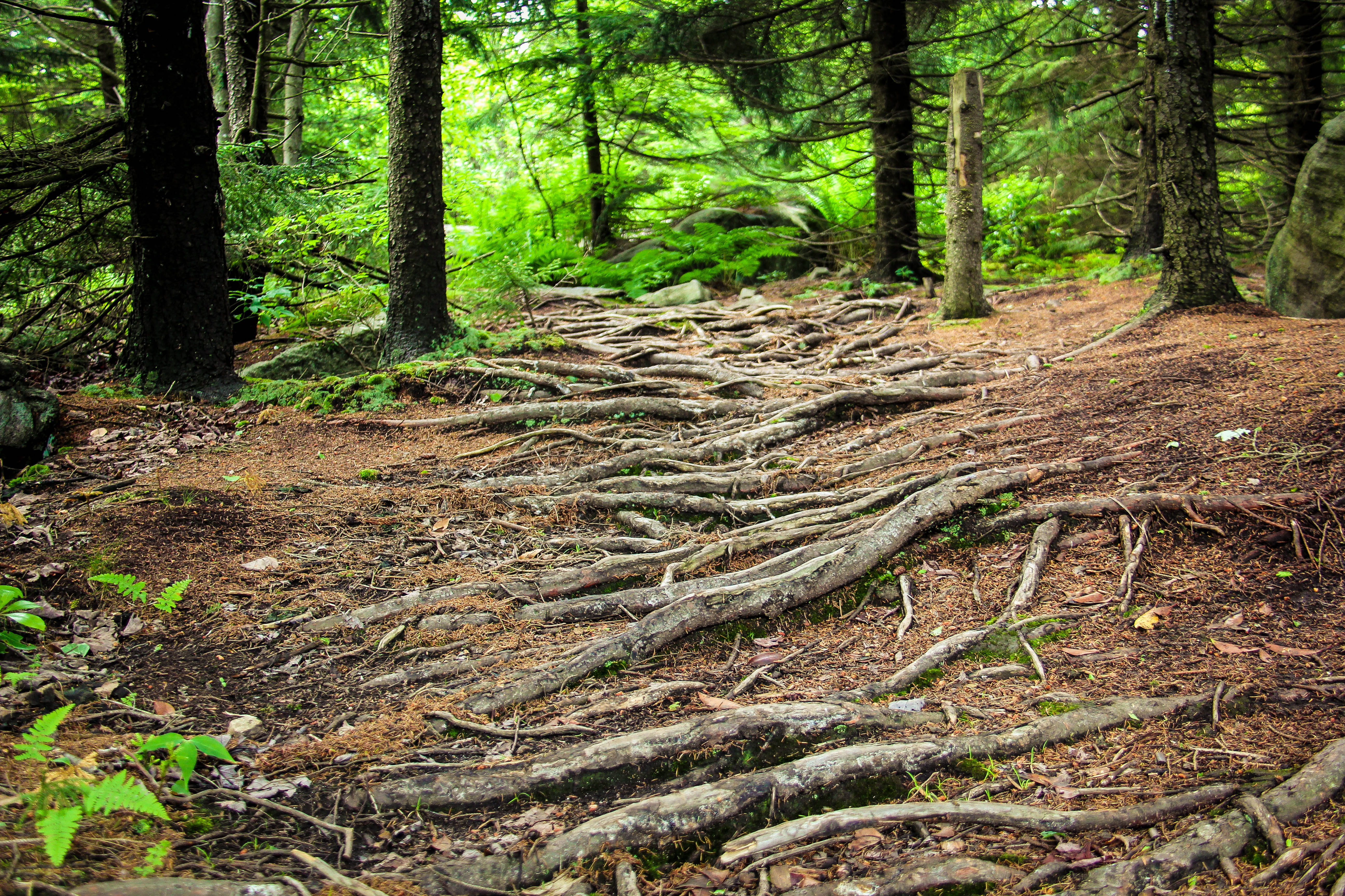 dolly sods, environment, beauty in nature, tranquil scene, trunk, green color, 5K, united states, forest, scenics - nature, nature, roots, root, non-urban scene, HD Wallpaper