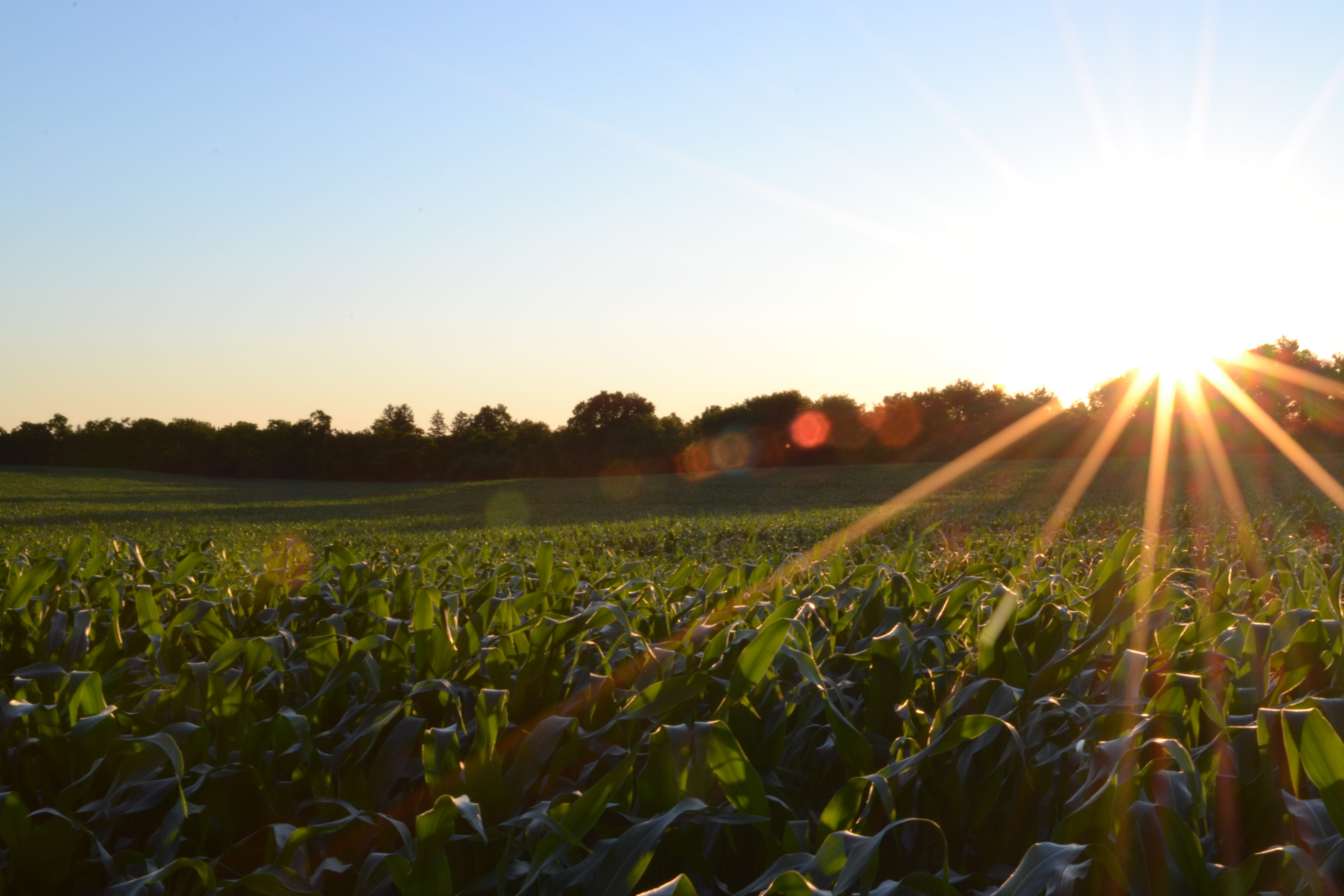 clear, non-Urban Scene, sunbeam, sunset, outdoors, green, beauty in nature, summer, growth, sun, season, photo, sunlight, plant, scenics - nature, farming, HD Wallpaper
