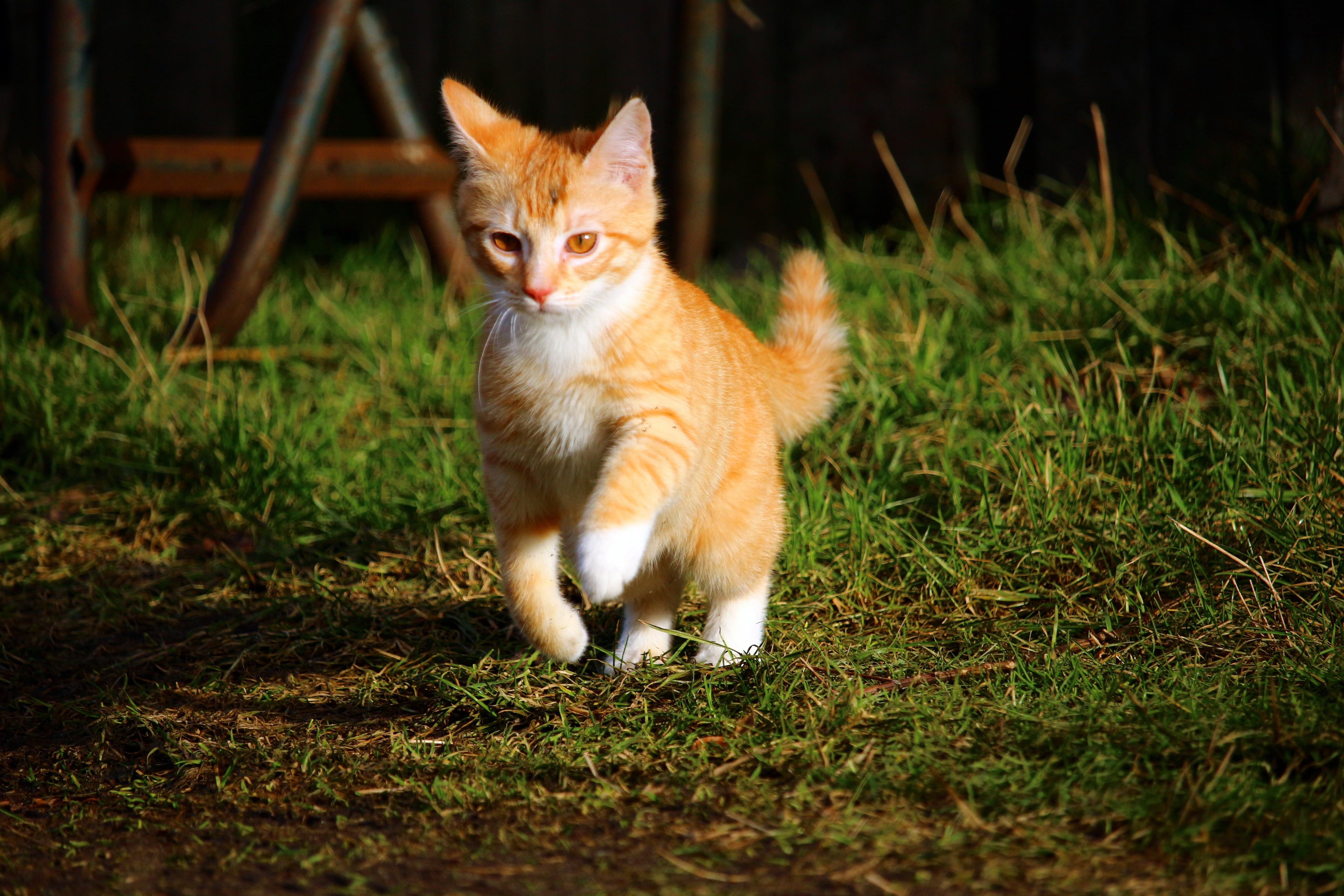 daytime, grass, play, animal themes, whisker, land, sitting, cat baby, no people, domestic, 5K, plant, walking, pets, one animal, looking away, tabby, HD Wallpaper