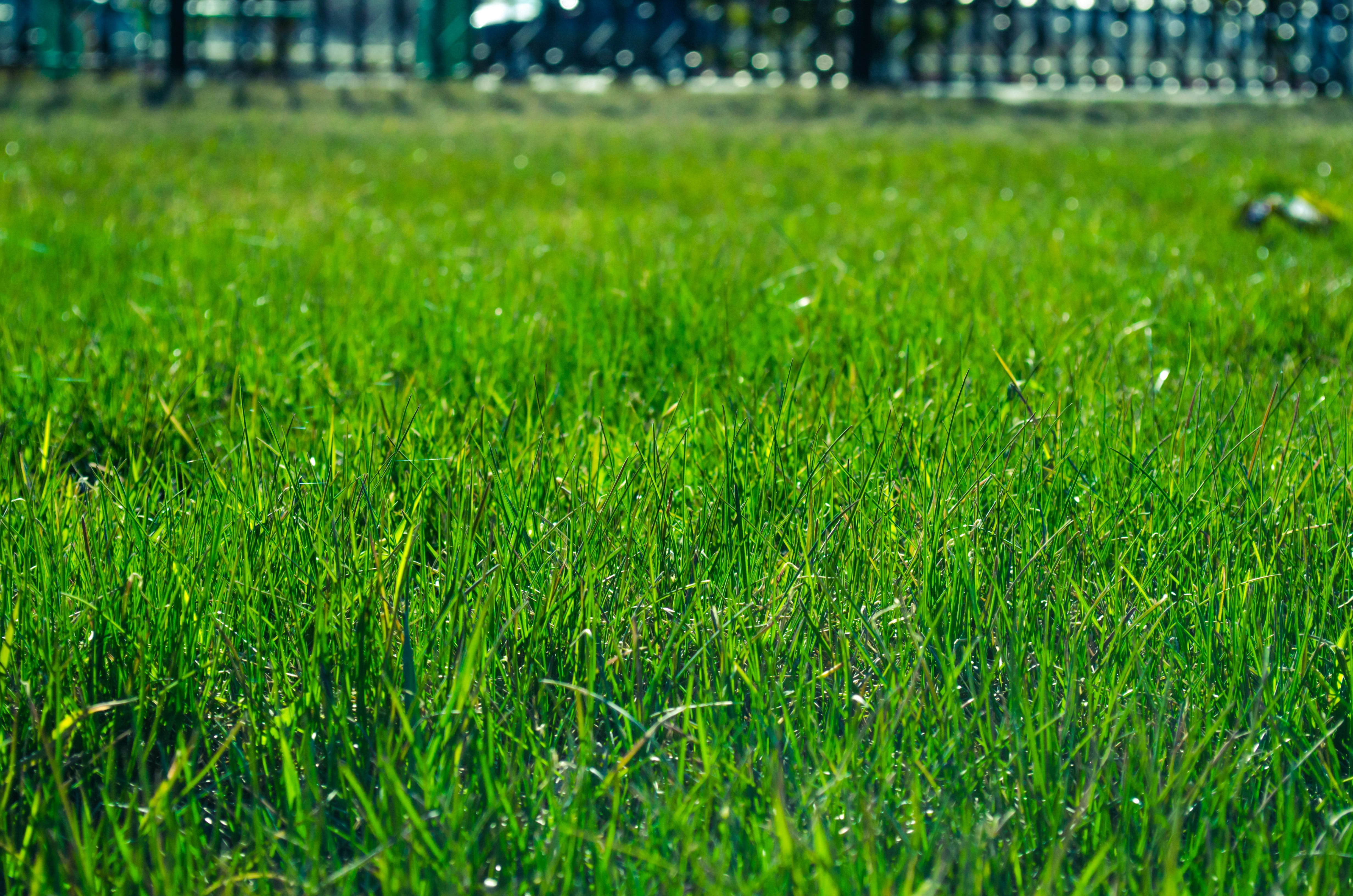 close-up, grass, vibrant, plain, yard, lawn, focus on foreground, land, growth, tranquility, blade of grass, natural, day, green color, 4K, meadow, green, HD Wallpaper