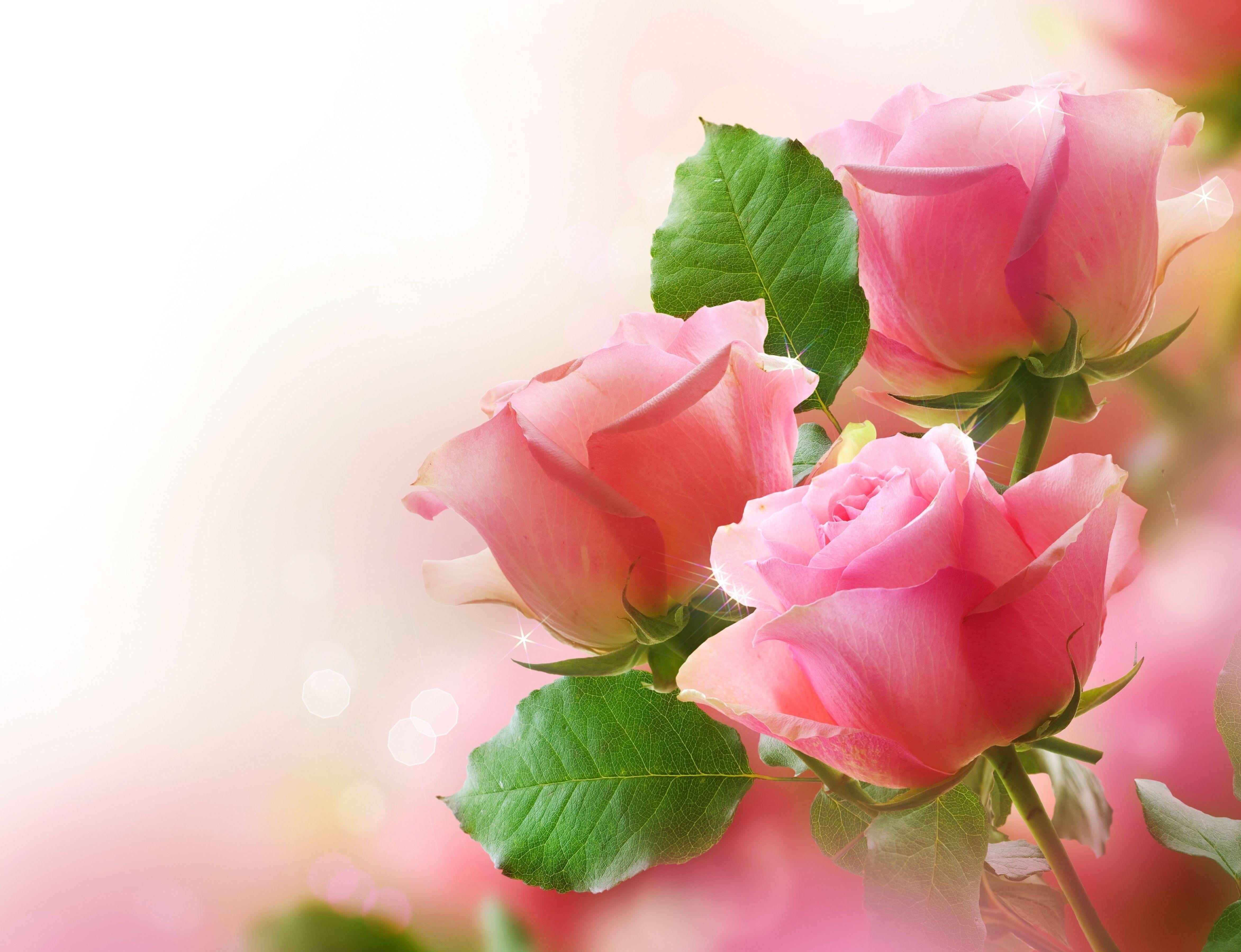 love, elegance, inflorescence, bunch of flowers, buds, pink Color, no people, beauty In Nature, 4K, close-up, backgrounds, beautiful, leaf, rose, nature, HD Wallpaper