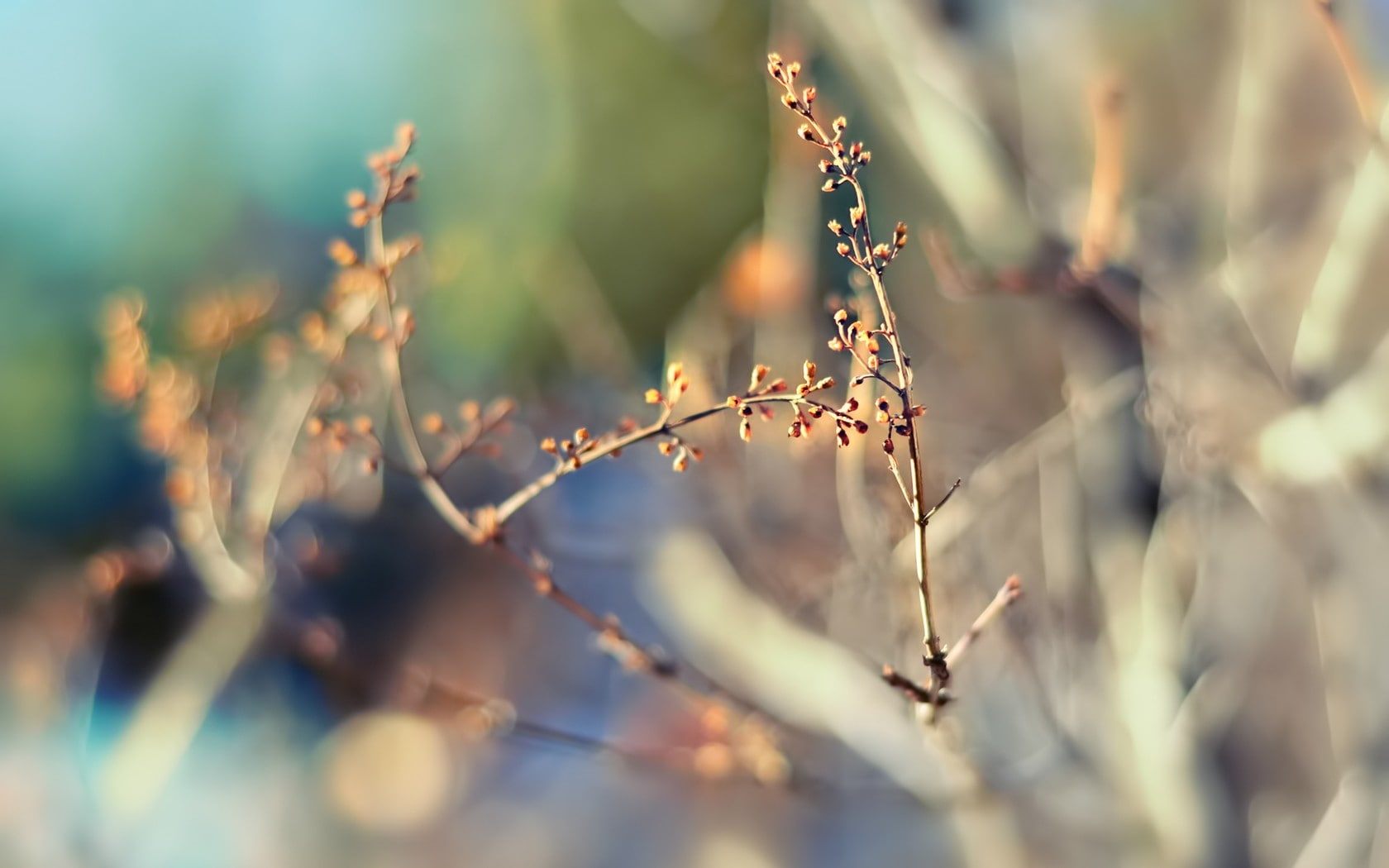 720P, plants, macro, twigs, blurred, HD Wallpaper