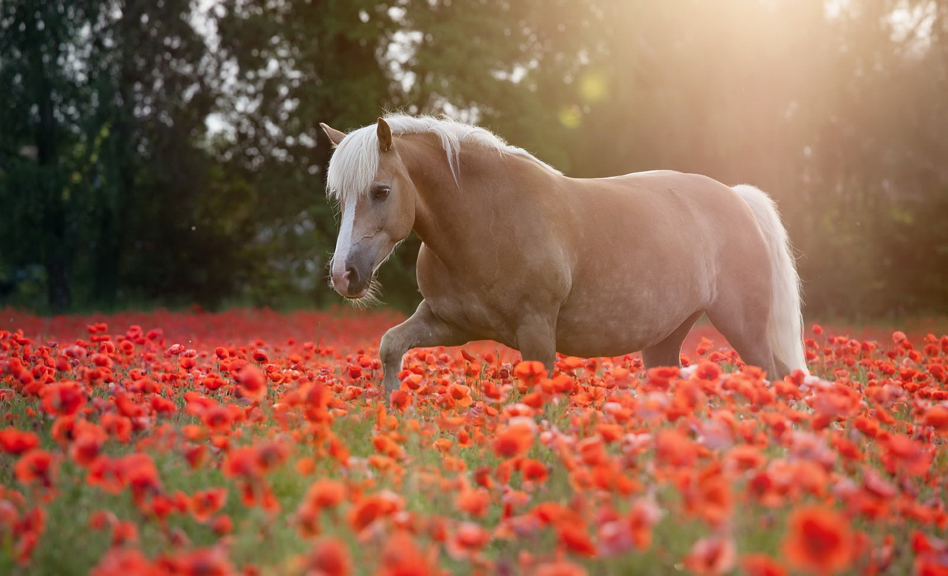 field, horse, poppies, animals, flowers, 1080P, HD Wallpaper