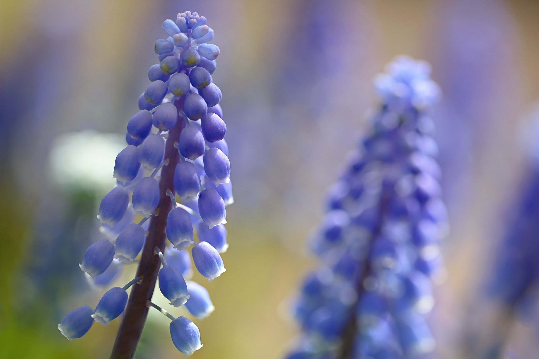 hyacinth, blue, nature, petaled, flower, petals, plant, 1080P, HD Wallpaper