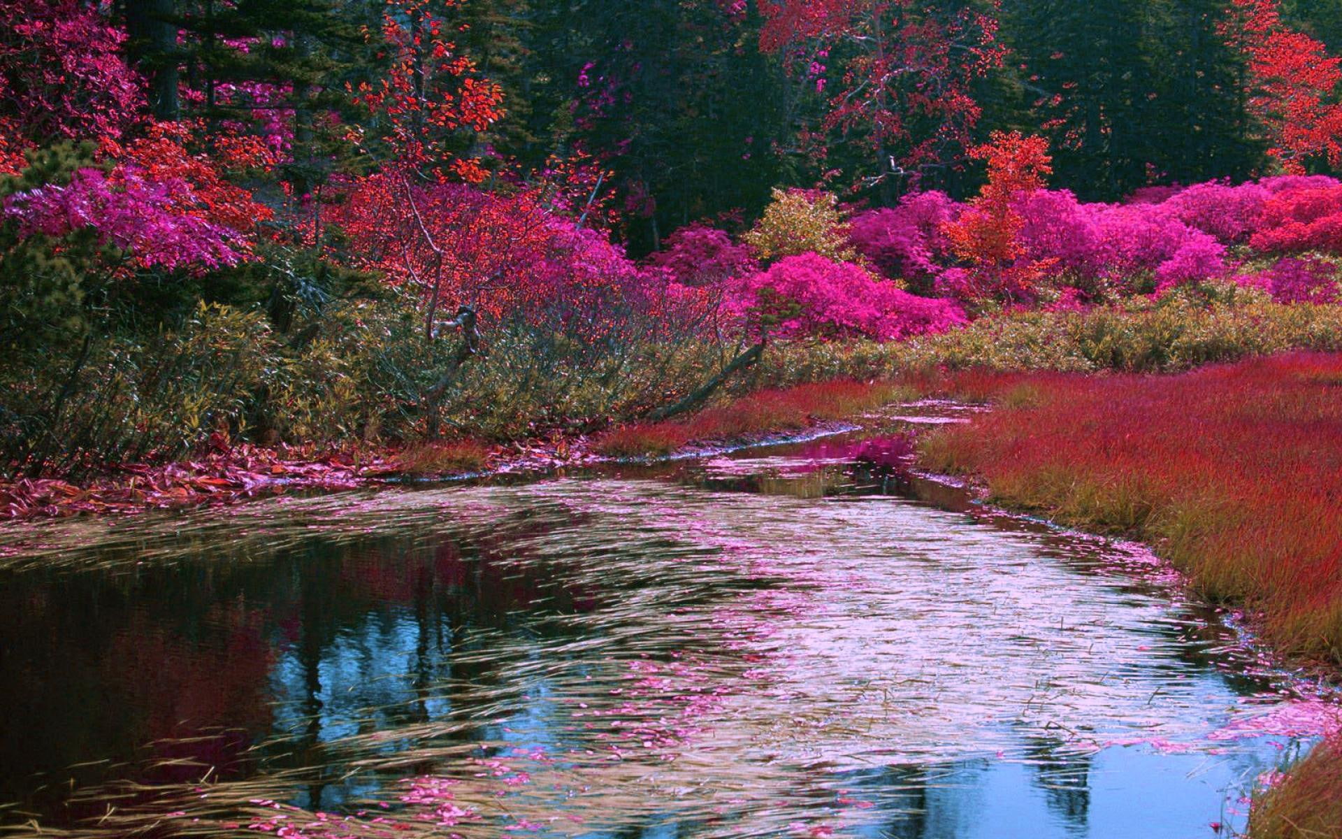 flowers, nature and landscapes, lakes, spring, lake, multicolor, multicolors, 1080P, HD Wallpaper