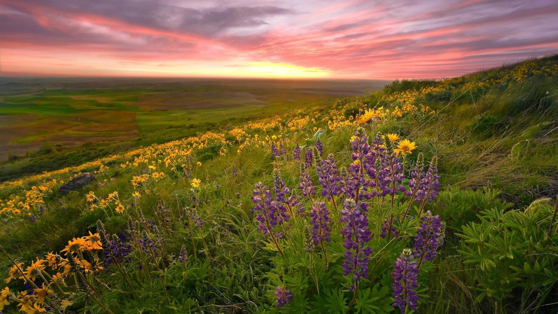 nature and landscapes, 1080P, flowers, fantastic, nature, nice, lovely, spring, view, HD Wallpaper