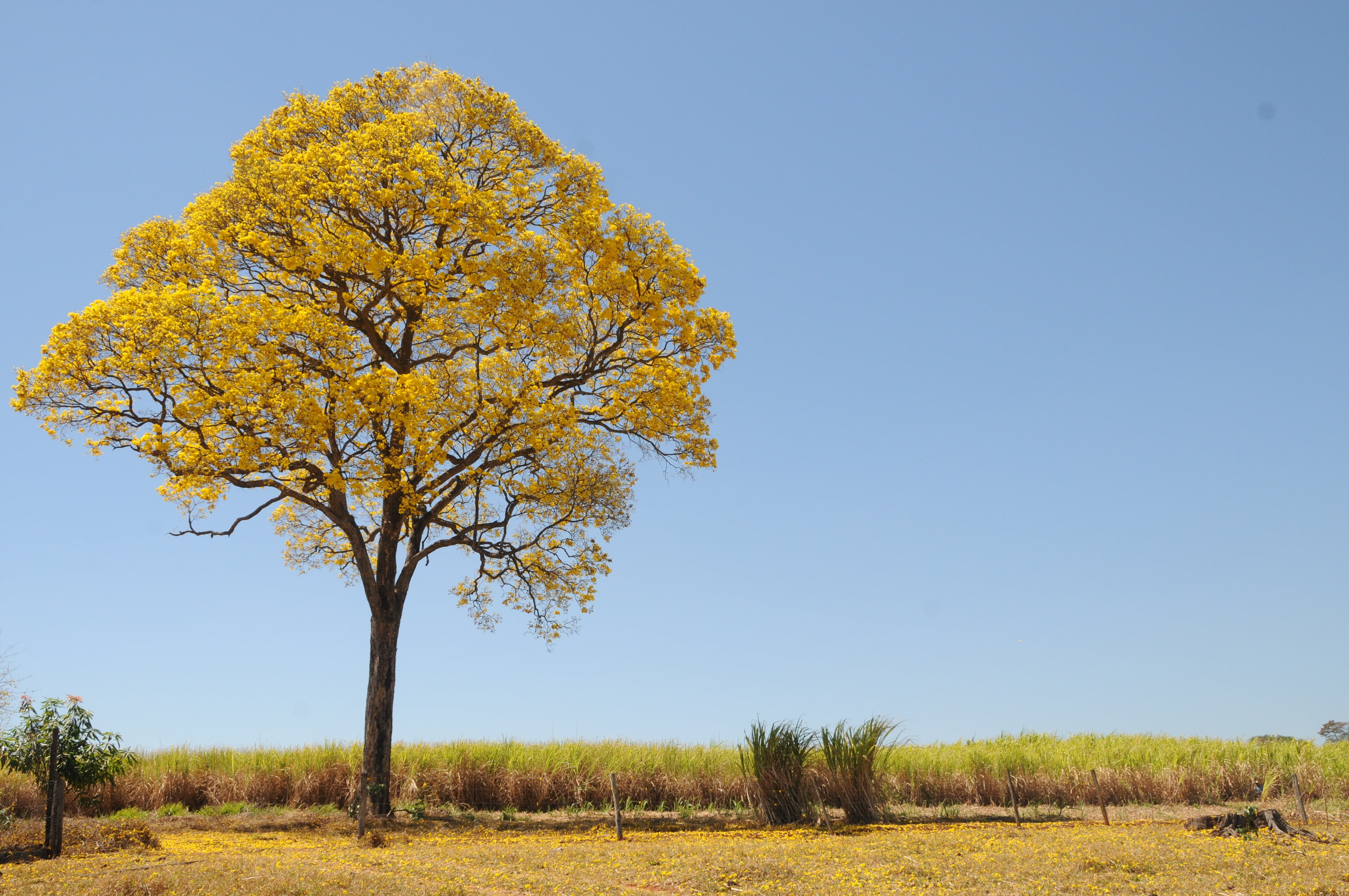 change, tree, environment, tranquil scene, beauty in nature, semi-arid, blue, rural scene, autumn, plant, 4K, land, no people, spring, clear sky, field, HD Wallpaper