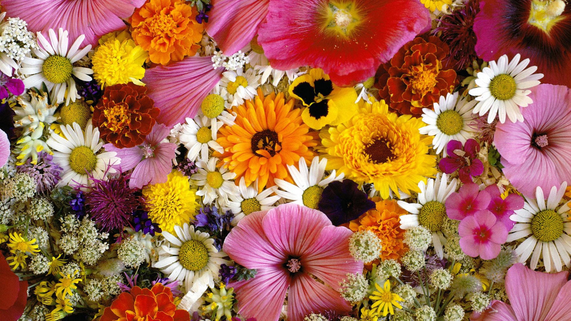 life, no people, backgrounds, blooming, bright, day, petal, bloom, sunflower, decoration, growth, botany, color, flowers, blossom, 1080P, close-up, arrangement, HD Wallpaper