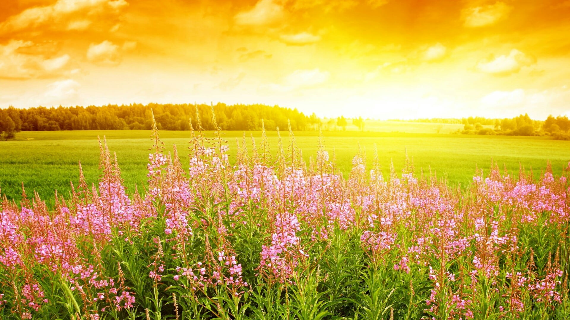 flowerbed, cloud - sky, sunrise, land, beauty in nature, flower, sunset, purple, ornamental garden, agriculture, environment, flowering plant, outdoors, HD Wallpaper