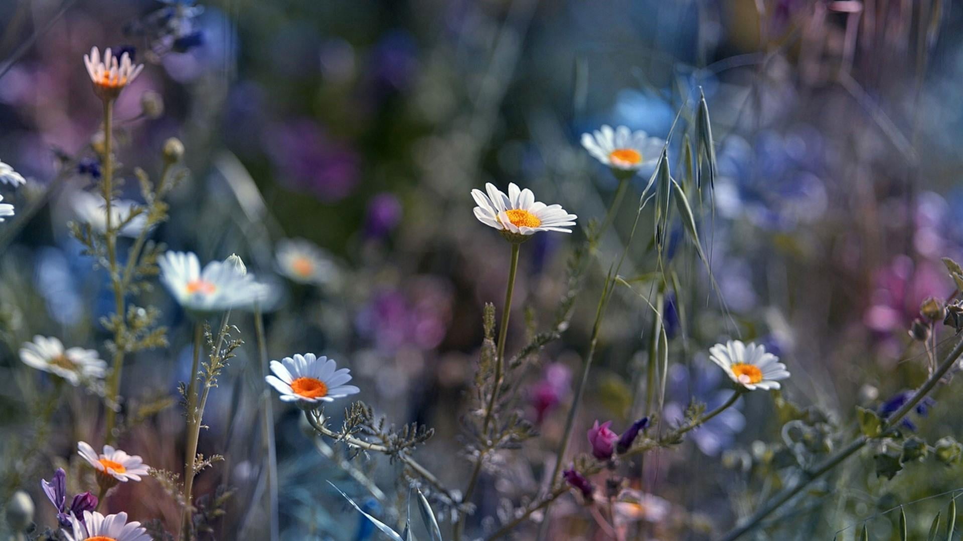 vulnerability, white flowers, white color, flowery, flower, close-up, springtime, lavender, pollen, freshness, flower head, growth, chamomile, petal, no people, HD Wallpaper