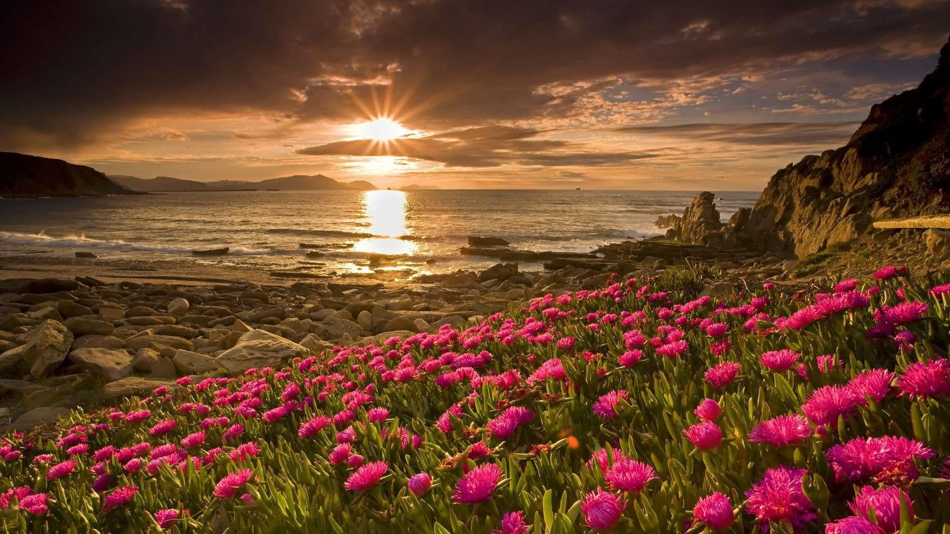 land, sunset, freshness, pink color, beach, no people, sunlight, cloud - sky, sea, field, sun, flower, beauty in nature, clouds, flowering plant, outdoors, HD Wallpaper