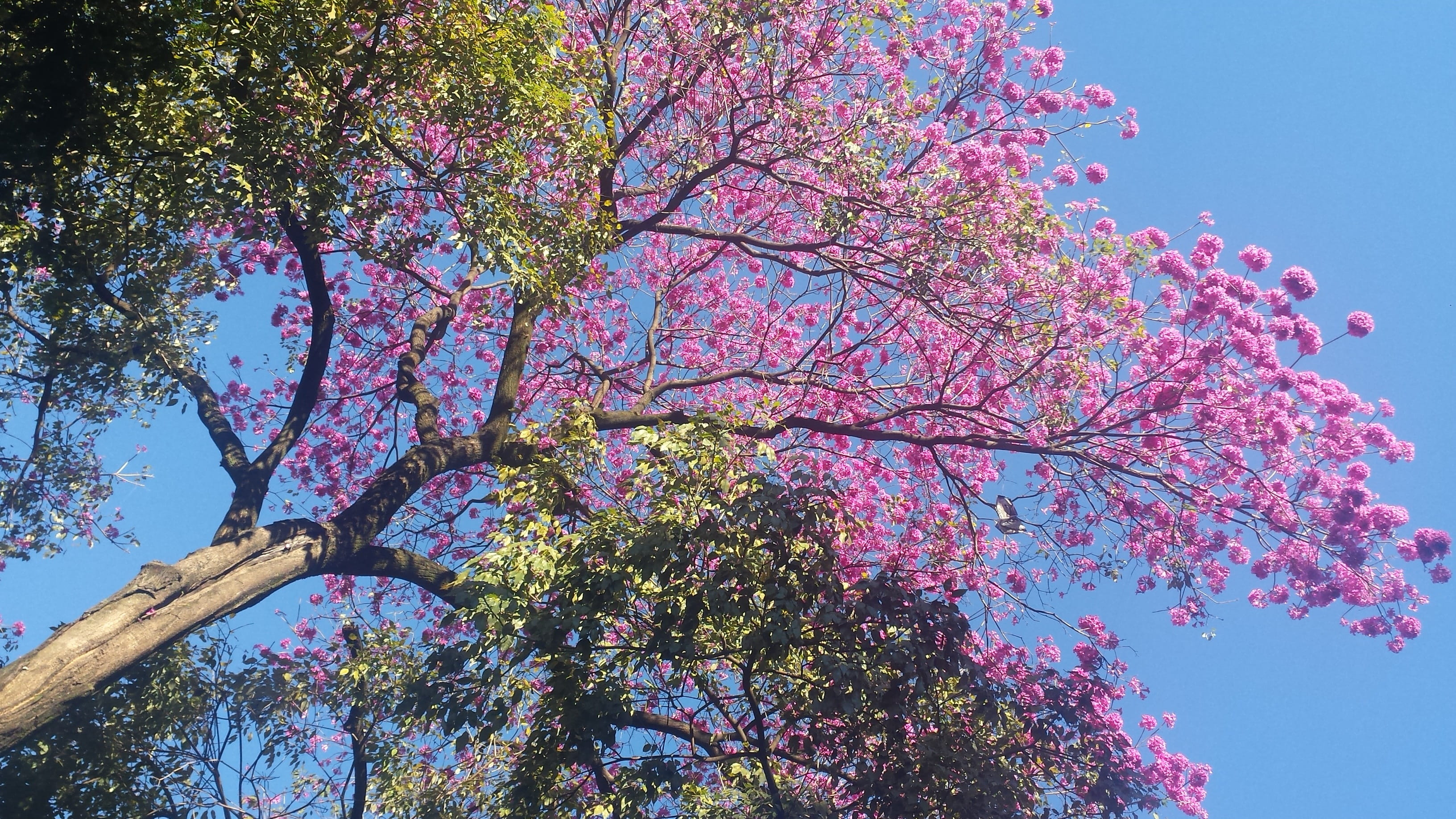 sky, pink color, flower, tree canopy, fragility, brazil, branch, ipe flowery, freshness, beauty in nature, 2K, plant, cherry tree, flowers roses, no people, HD Wallpaper