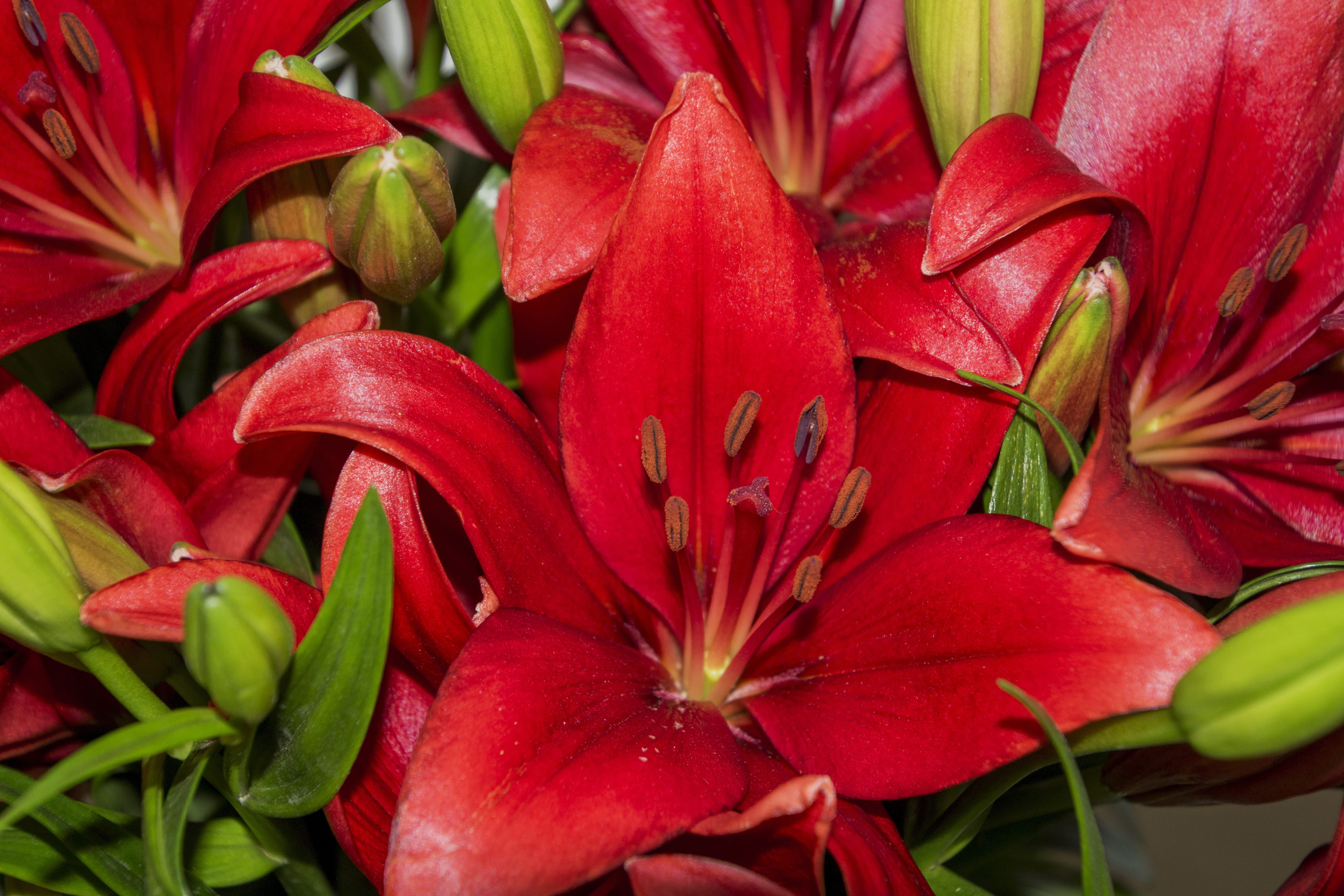 spring, flower head, flower arrangement, growth, leaf, no people, botany, beauty in nature, gardening, lily, nature, freshness, flowers, plant, day, flower, HD Wallpaper