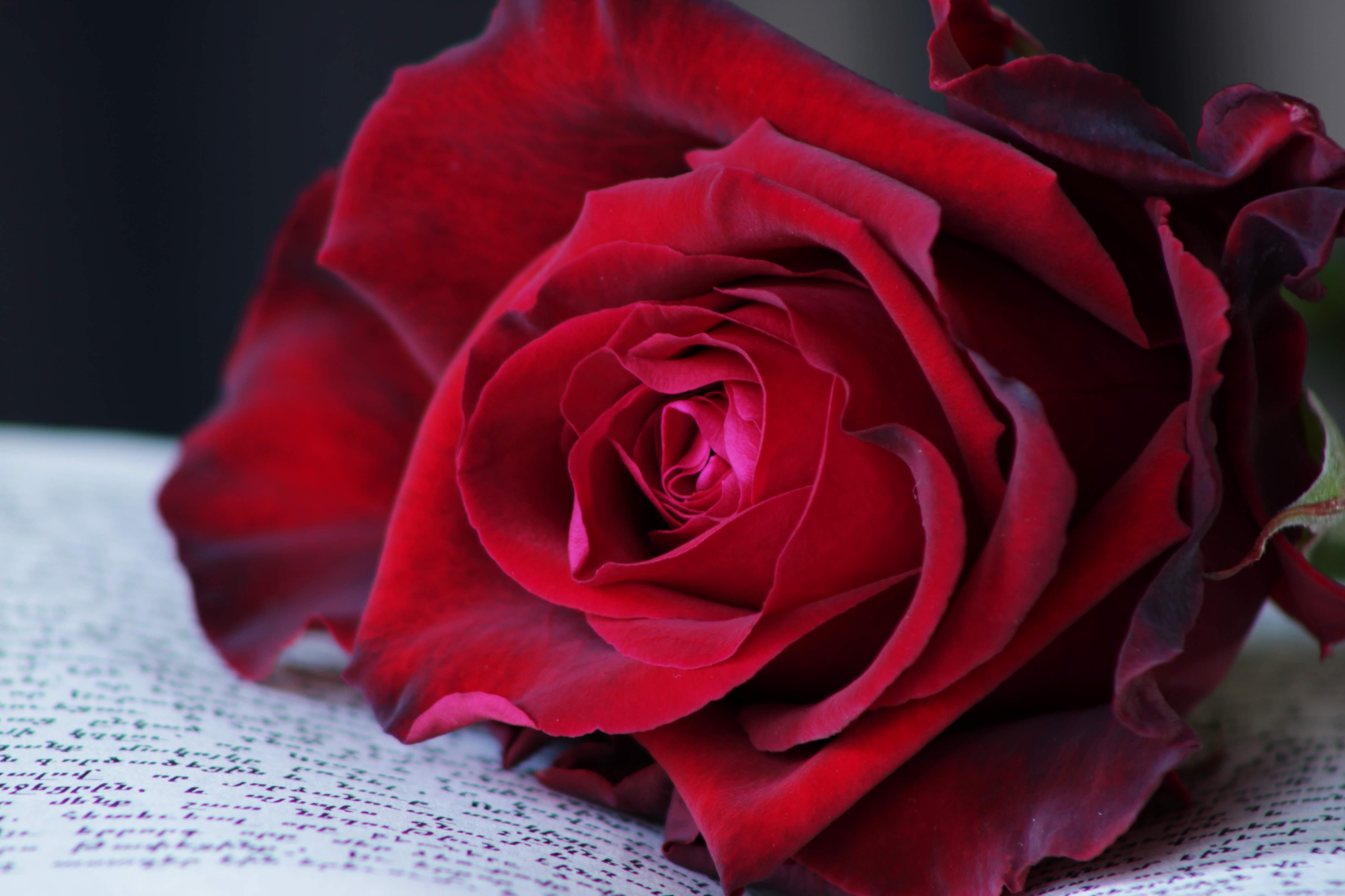 soft focus, love, velvety, flower head, flowering plant, feeling, flowers, blossom, romantic, floral, rose blooms, rose, passion, petal, plant, bouquet, HD Wallpaper