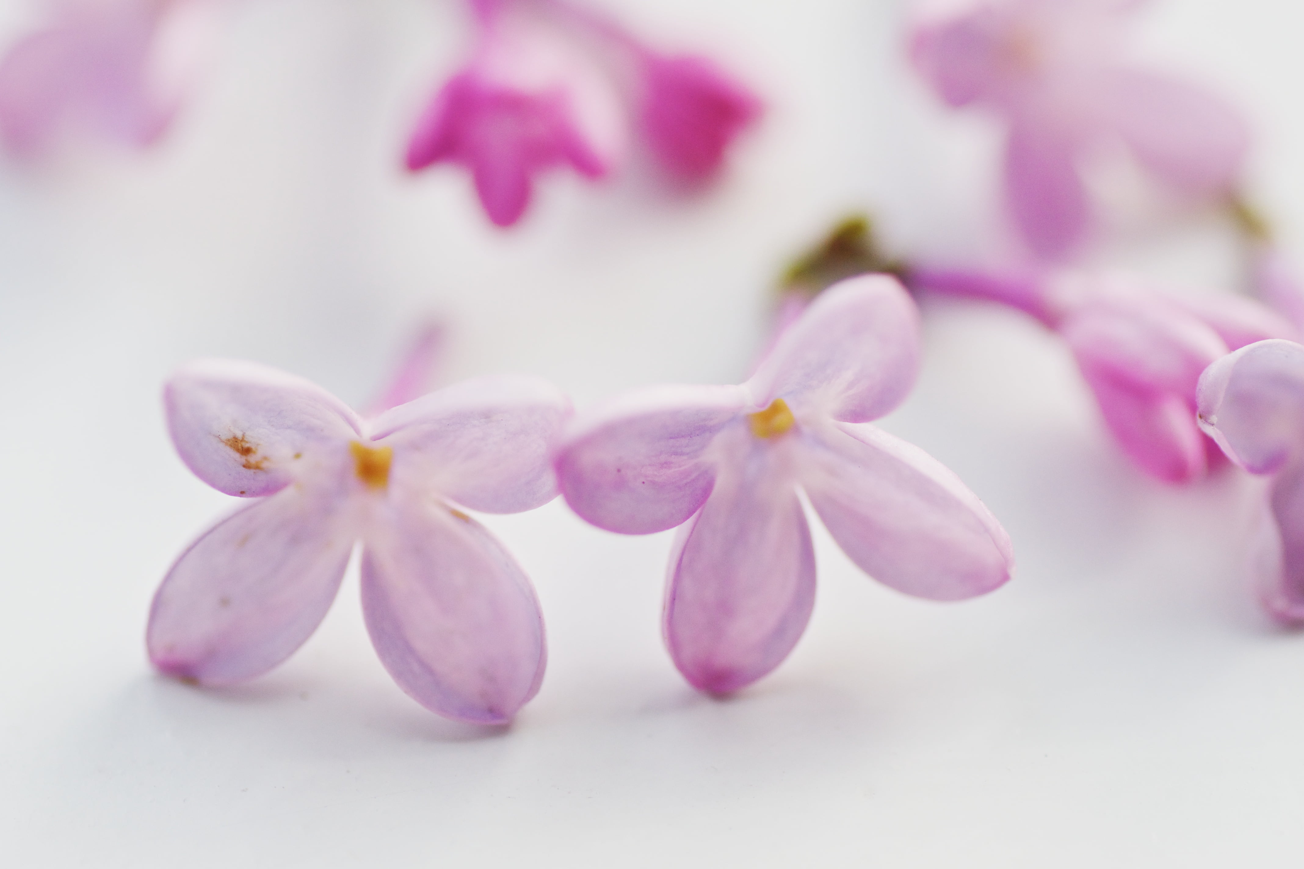 pink Color, white, flower, close up photography, HPT, petaled, plant, Petals, Tuesday, flower Head, Flowers, Purple, 4K, pink, Sony  A700, freshness, photography, HD Wallpaper