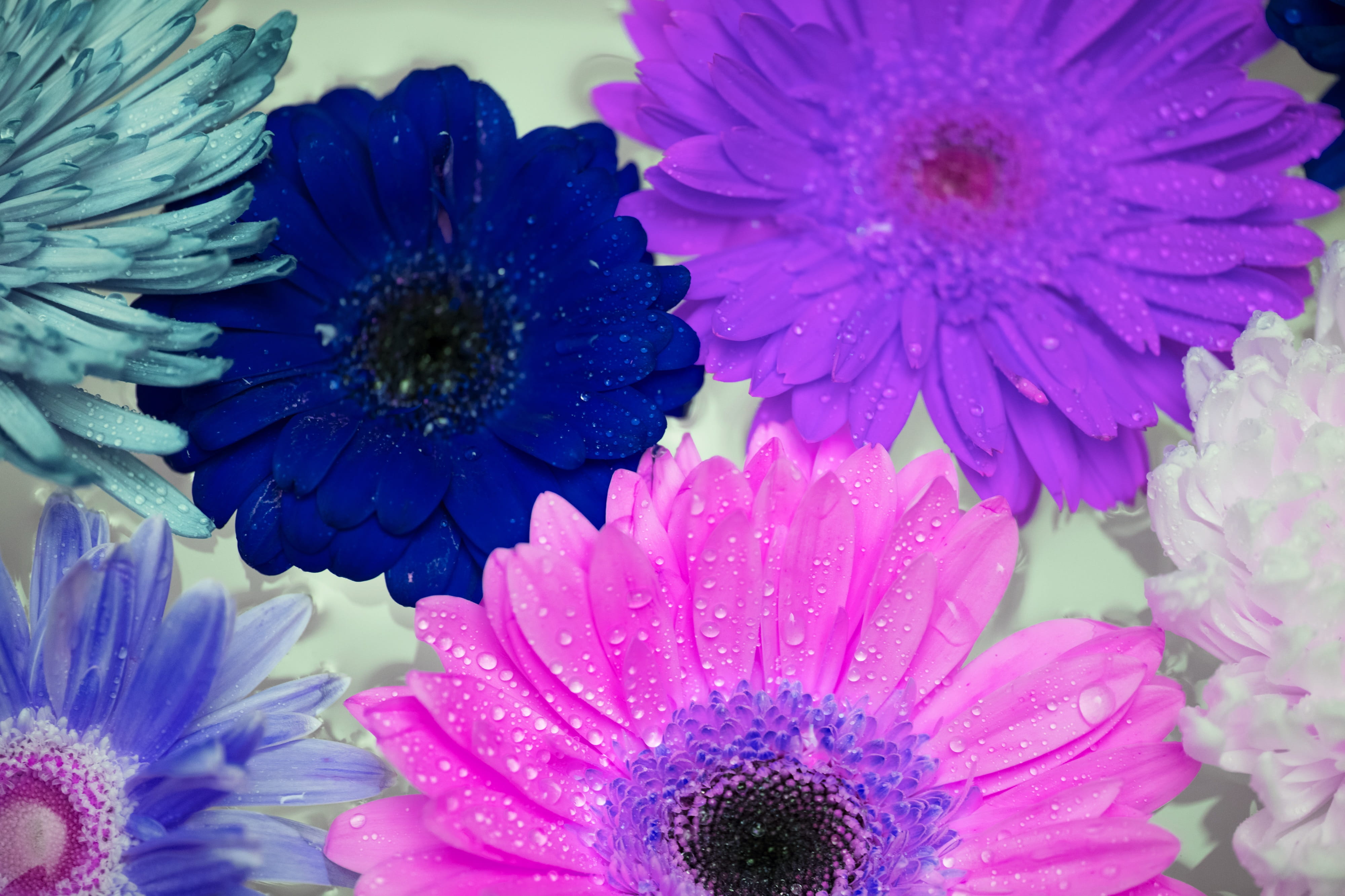 4K, inflorescence, flora, floral, gerbera daisy, colorful, attractive, flowery, beautiful, water, beauty, fresh, no people, beauty in nature, decoration, HD Wallpaper