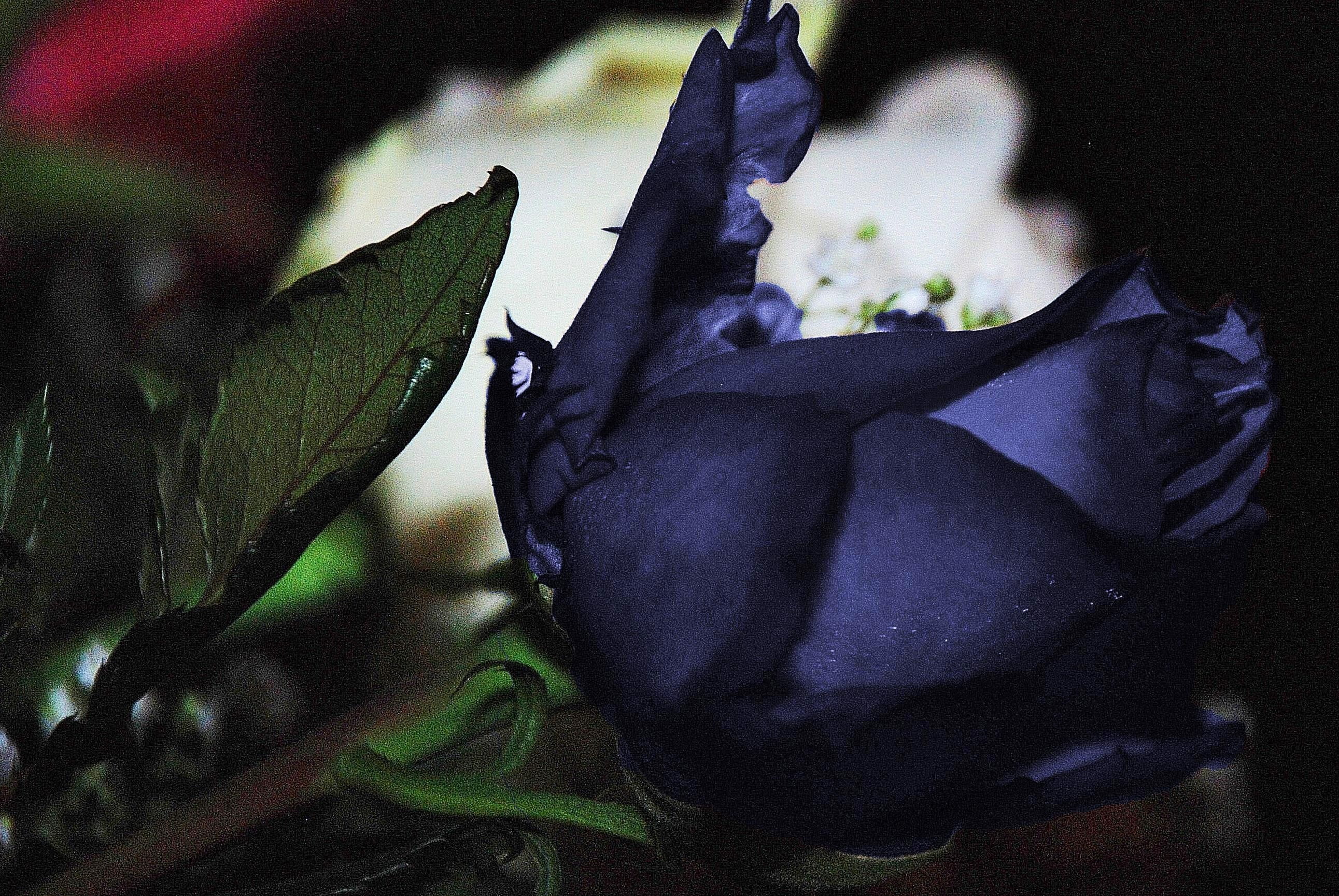 flower head, flowery, close-up, flowering plant, plant, photos, summer, photography, rose, vulnerability, passion, flowers, animal wildlife, leaves, romance, HD Wallpaper