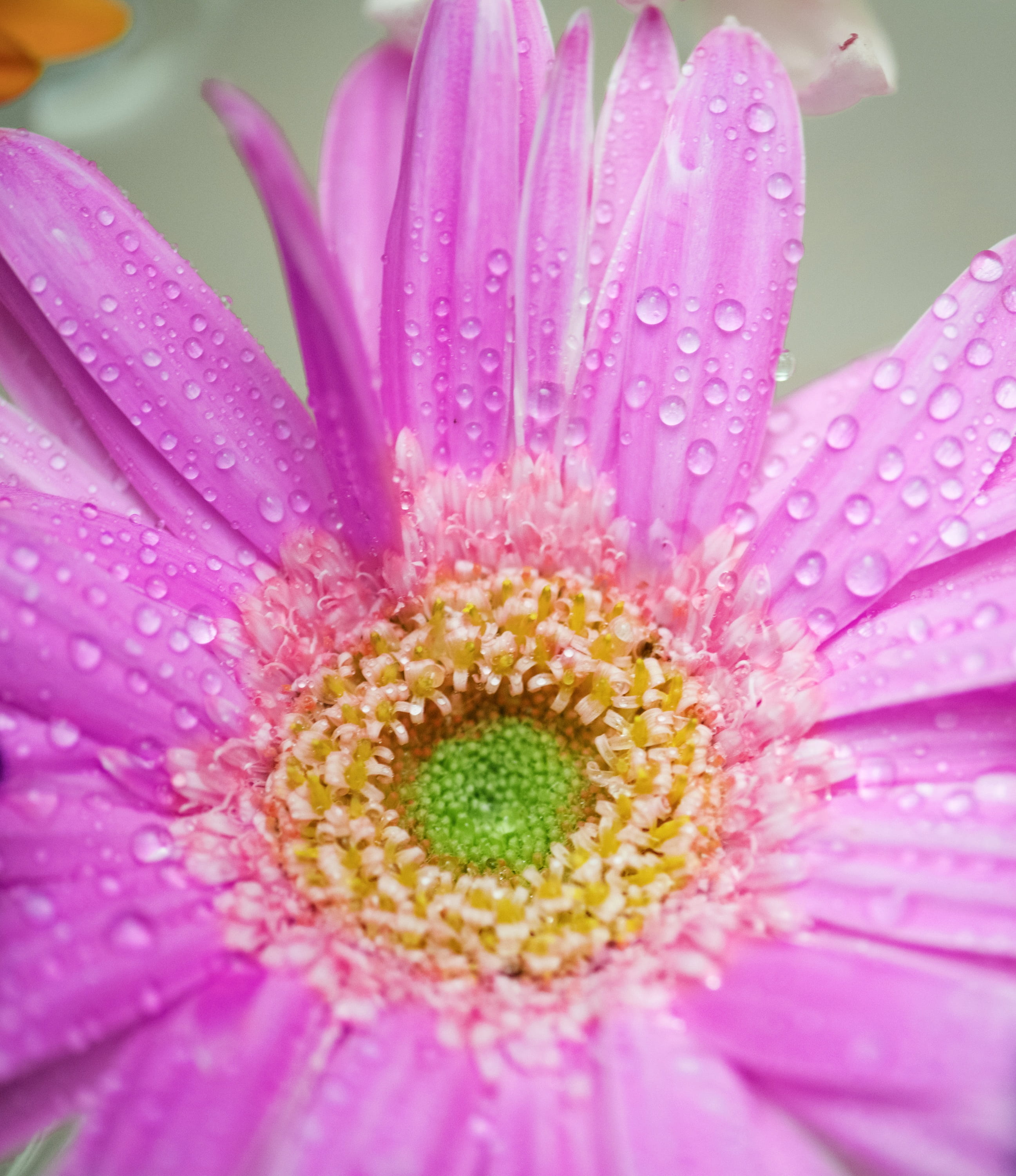 bloom, flower, inflorescence, blossom, drop, botany, flowering plant, gerbera daisy, attractive, surface, floating, outdoors, natural, pretty, 2K, softness, Phone HD Wallpaper