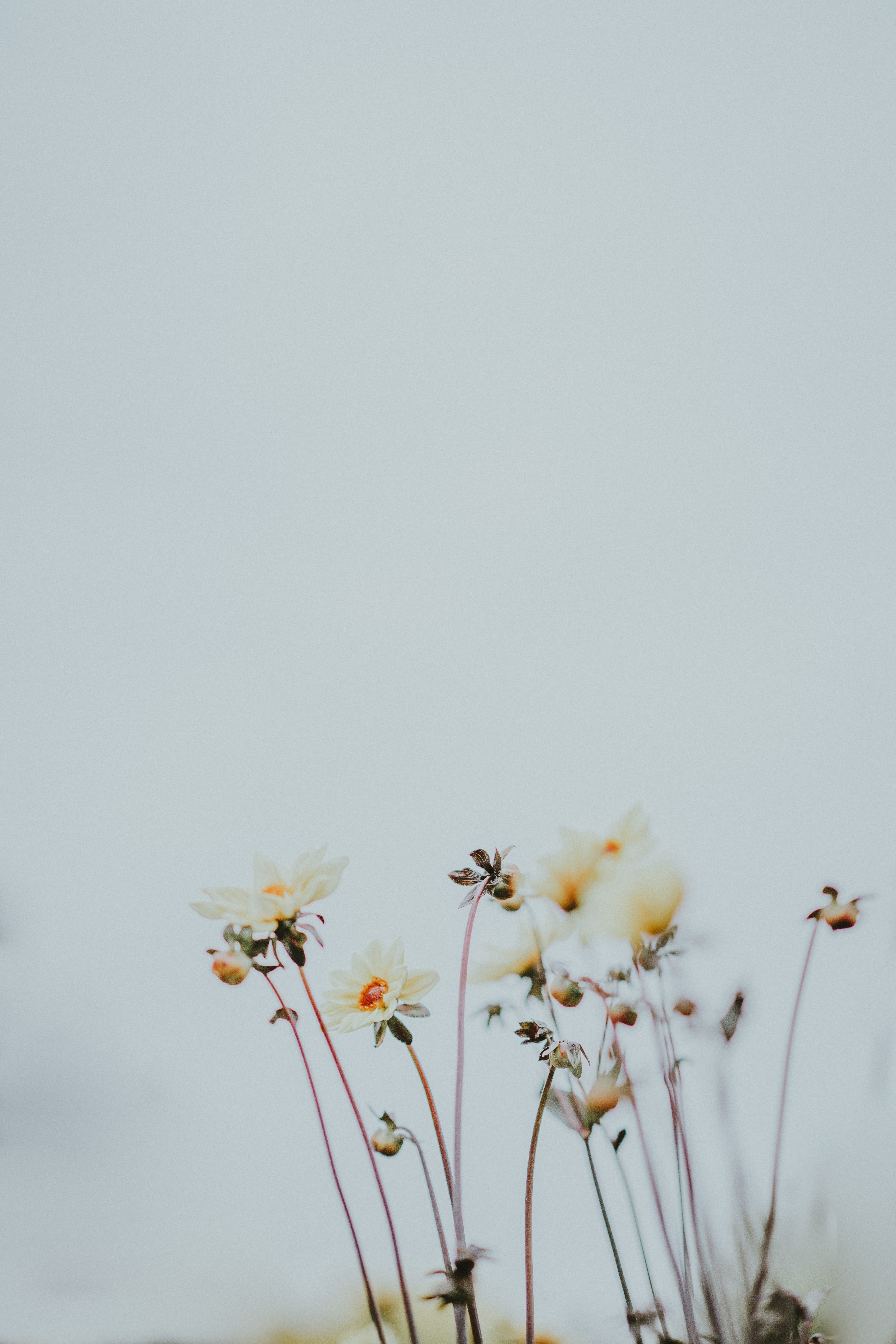 field, meadow, yellow, botany, leaf, flowery, simplicity, flower Head, backgrounds, flowers, sky, nature, beauty In Nature, outdoors, day, light, pale yellow, Phone HD Wallpaper