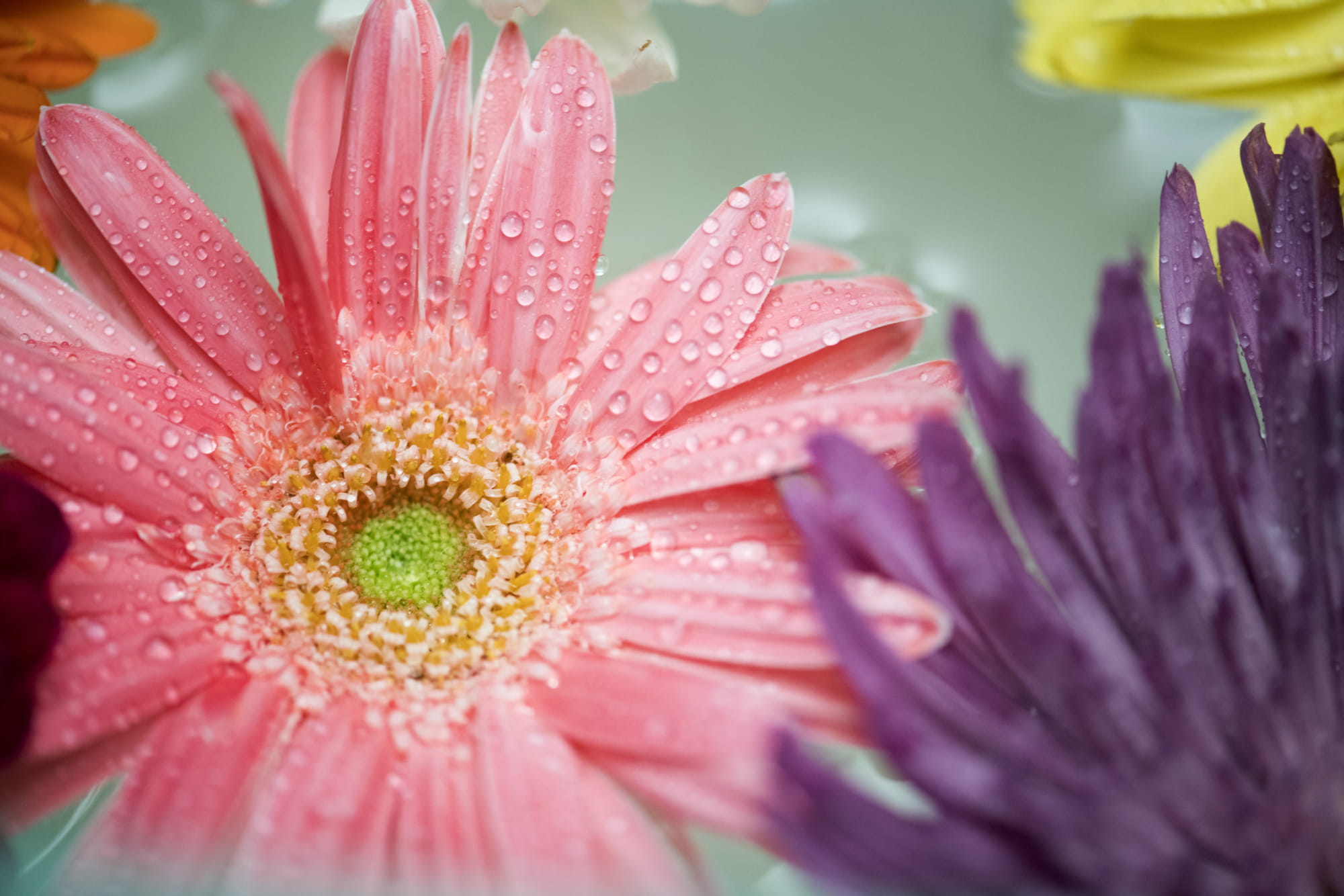 nature, pollen, raindrop, elegance, beauty in nature, attractive, closeup, beautiful, dew, 1080P, drop, botanical, water, wet, beauty, bloom, isolated, HD Wallpaper