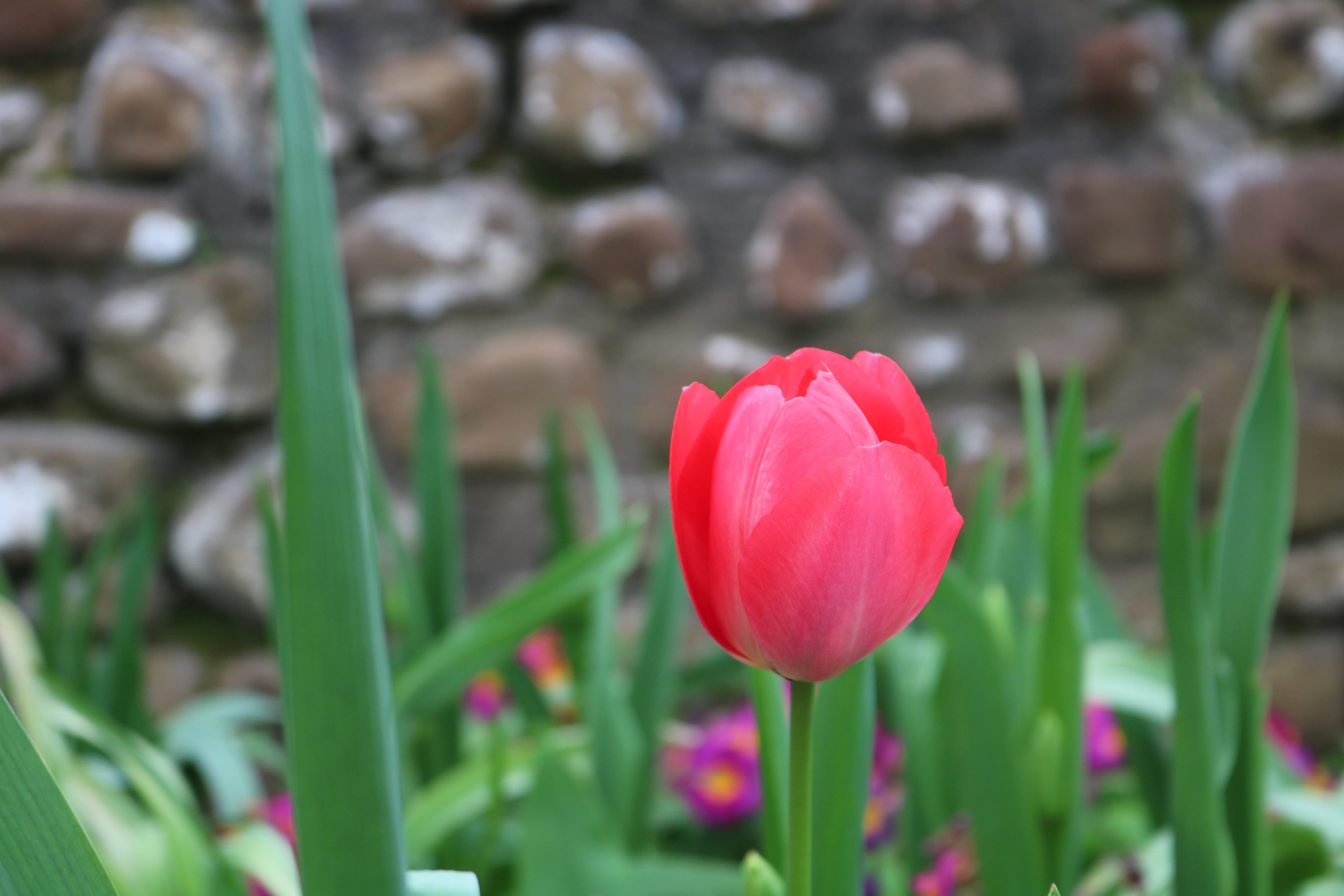 petal, nature, spring, day, 5K, land, inflorescence, garden, wall, outdoors, stone, growth, pink flower, flowers, plant stem, flower head, vulnerability, HD Wallpaper