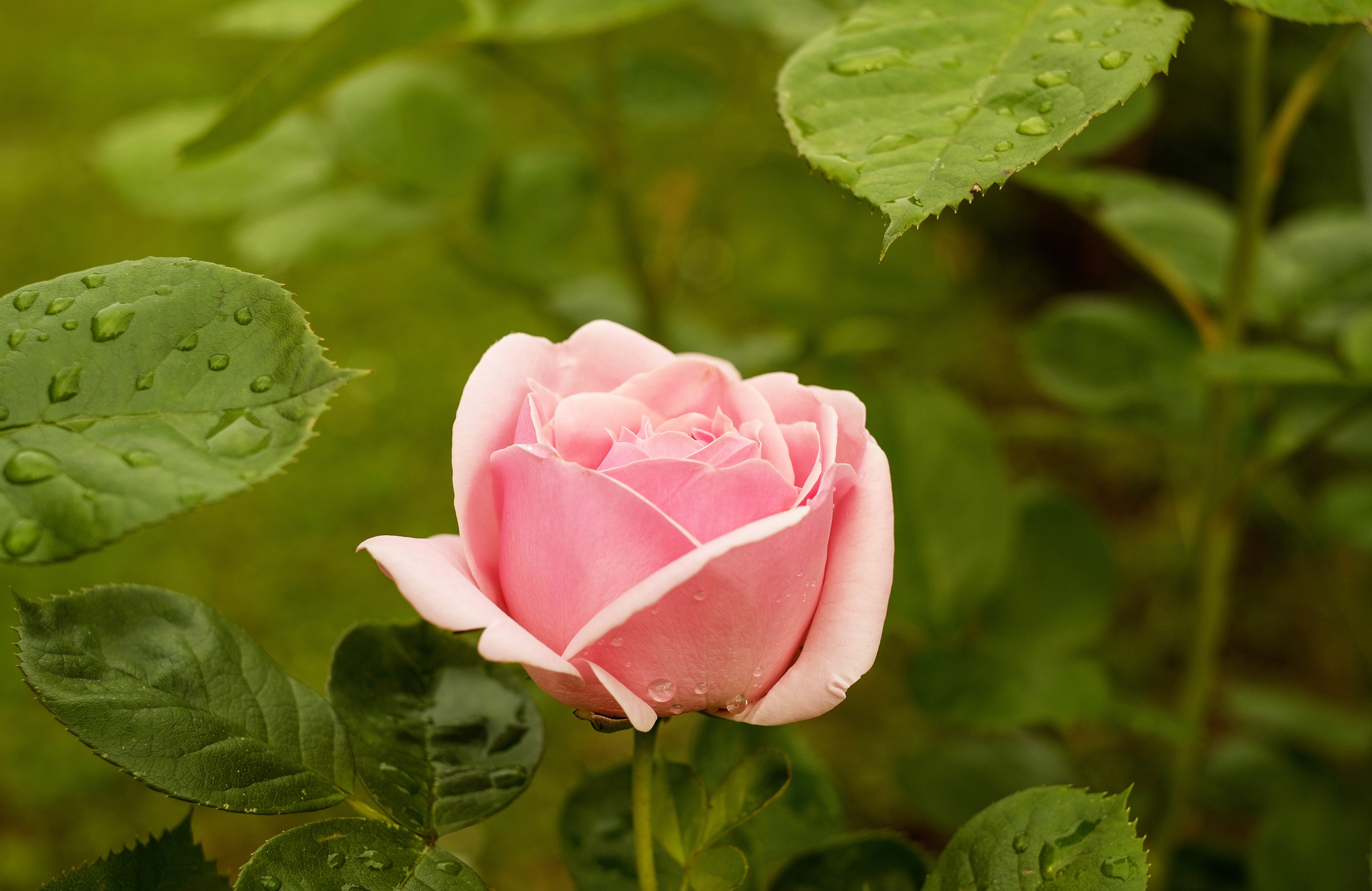 close, photography, plant part, petal, nature, close-up, garden rose, no people, pink color, leaf, 4K, flowering plant, rose - flower, vulnerability, lotus water lily, HD Wallpaper