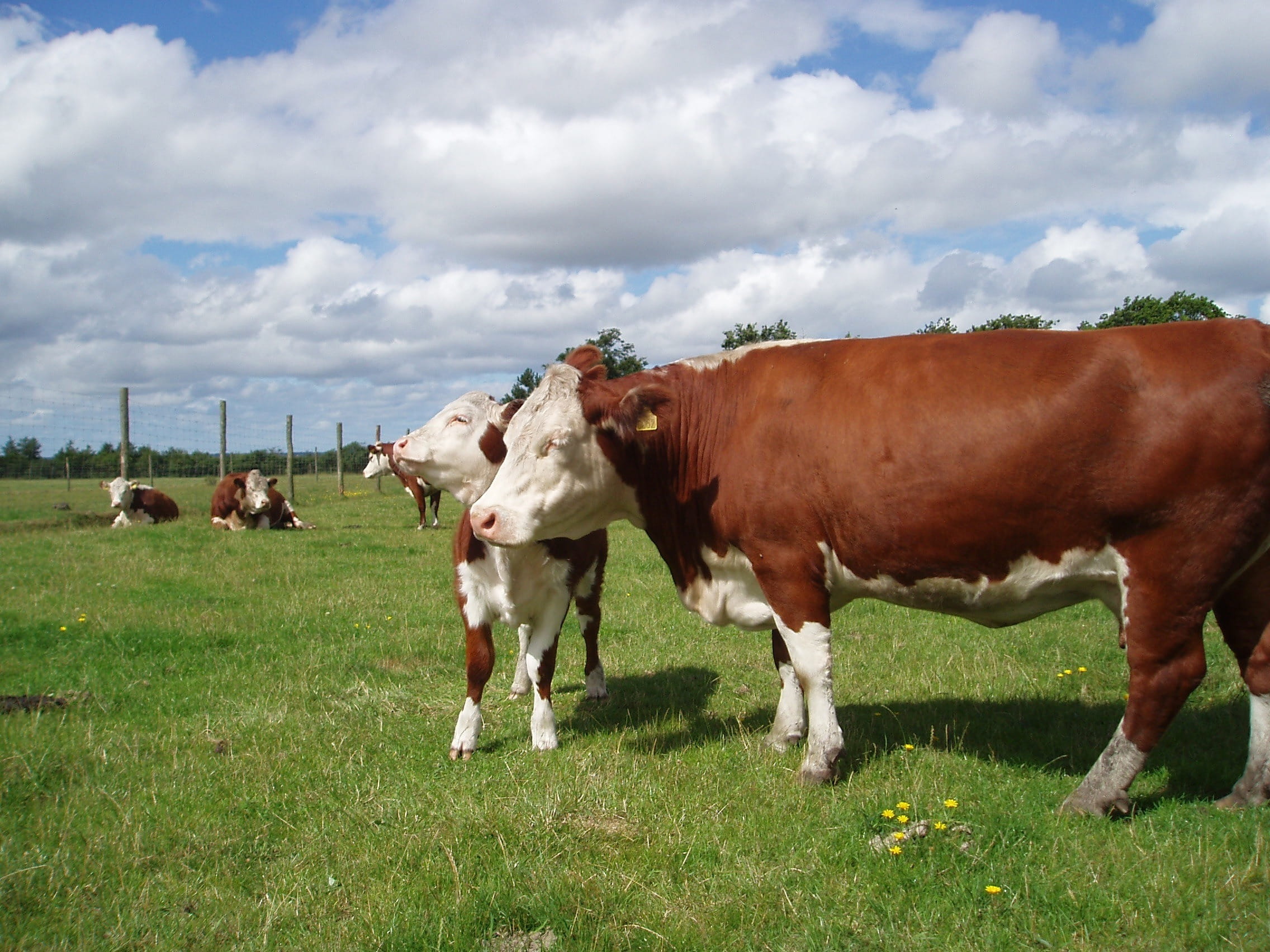 cloud - sky, spring, Farm, domestic animals, denmark, nature, no people, animals And Pets, sky, summer, country, domestic Cattle, dairy Farm, livestock, HD Wallpaper