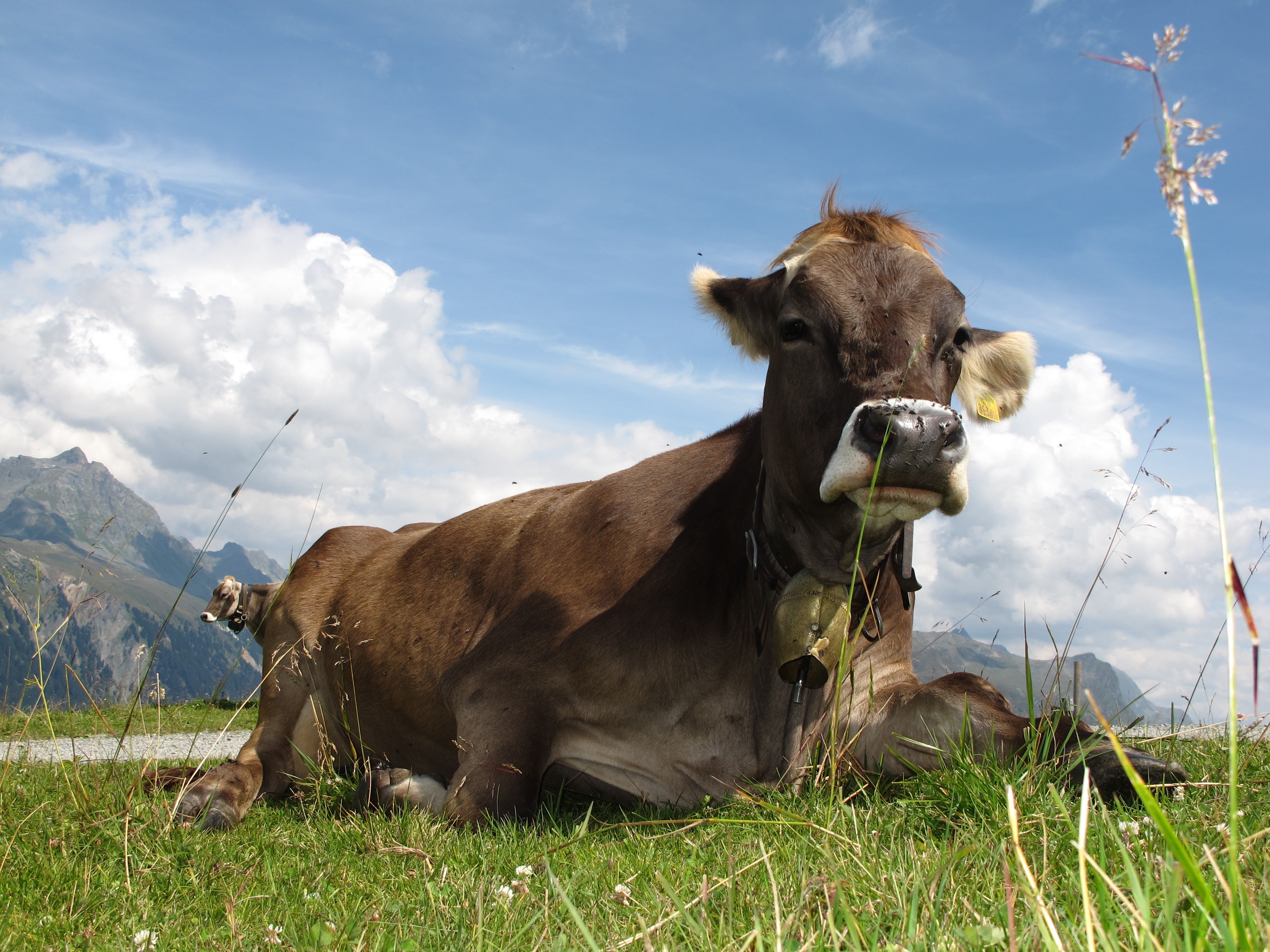 2K, brown, green, dairy cows, animal, meadow, vertebrate, pasture, grass, no people, agriculture, mountains, rural Scene, sky, livestock, cow, domestic cattle, HD Wallpaper