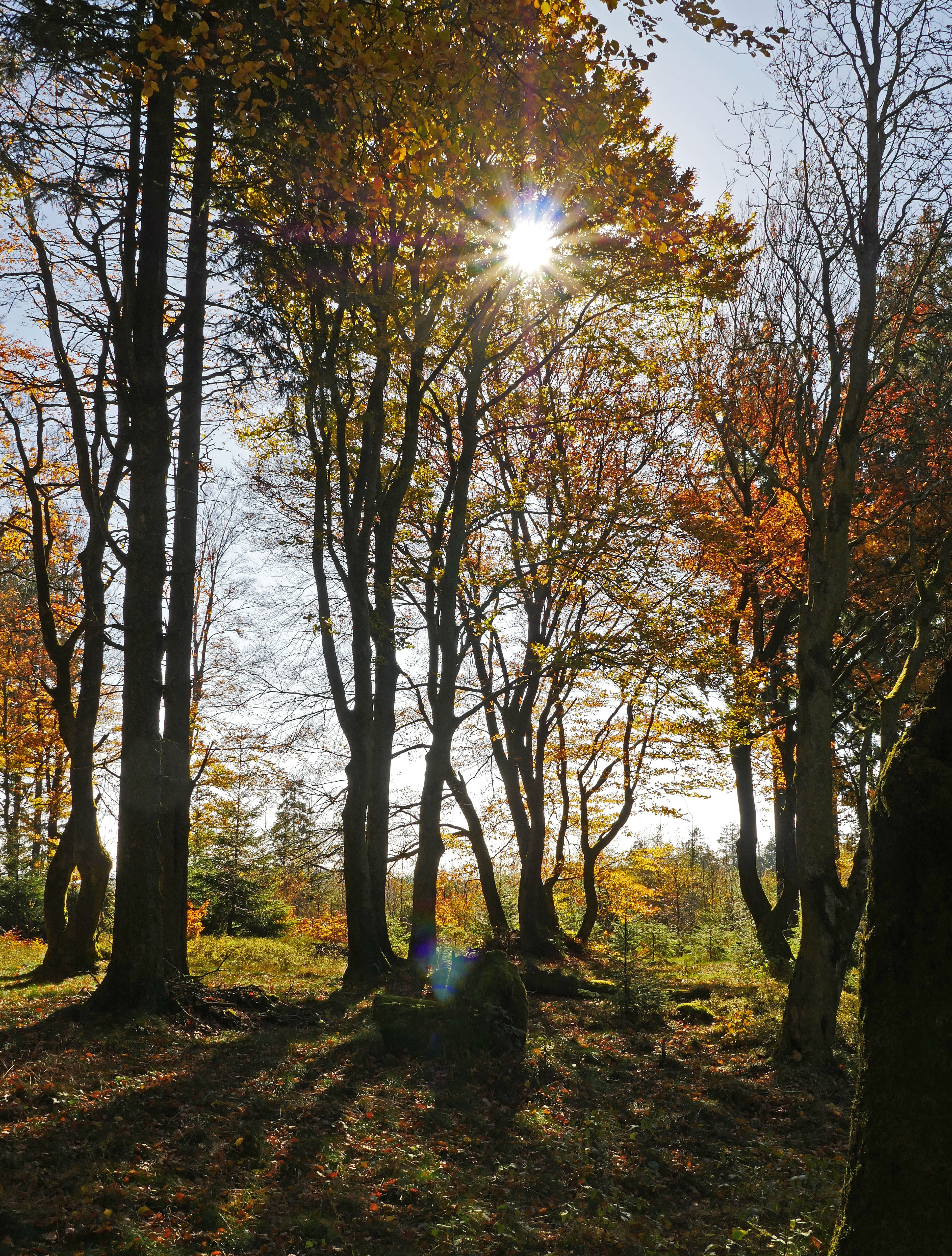 moss, sunlight, outdoors, fall color, brown, forest, woodland, tranquility, fall foliage, sun, highlands, fall leaves, scenics - nature, autumn forest, Phone HD Wallpaper