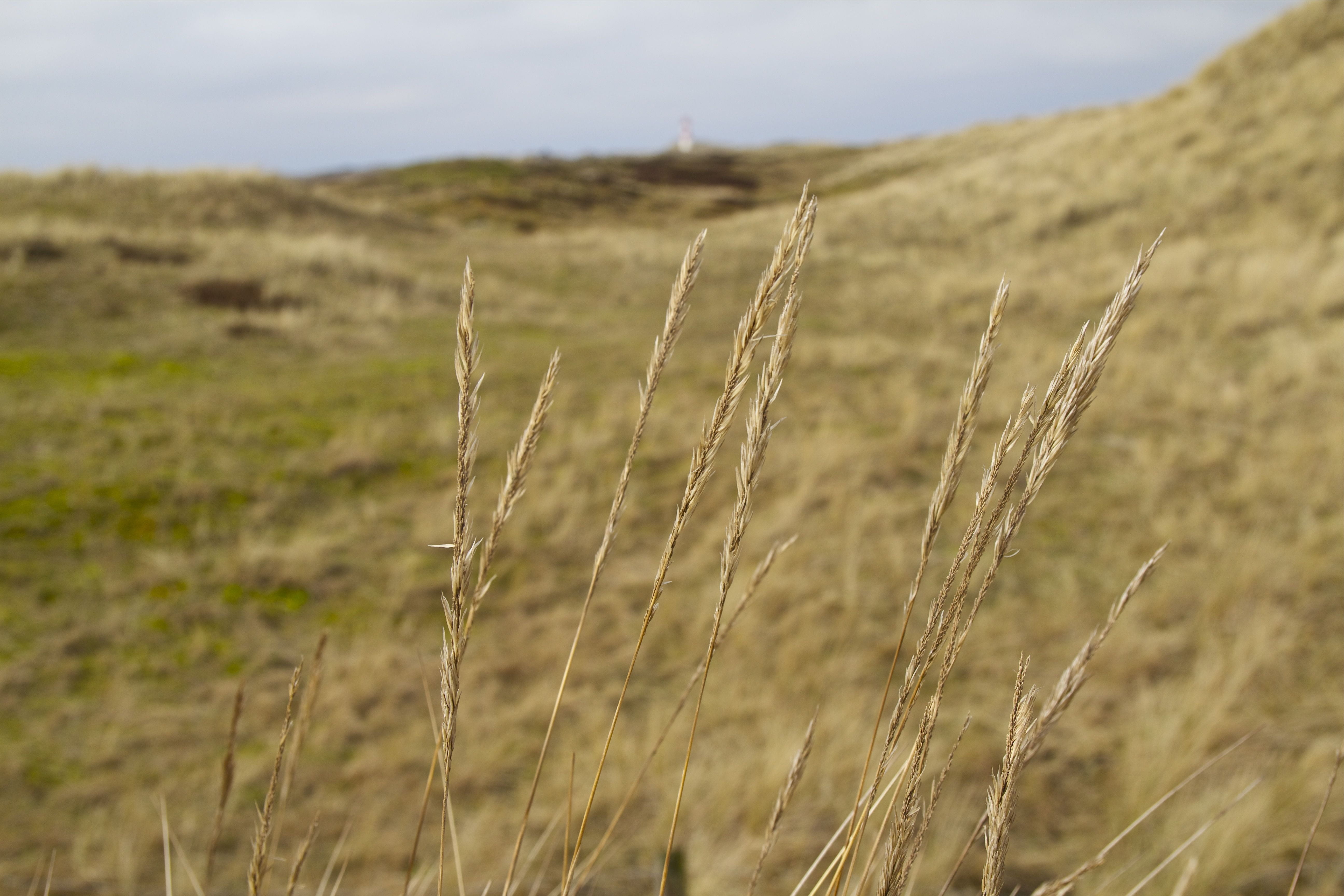 day, tranquility, 5K, mood, northern germany, agriculture, wide, cereal plant, sylt, beauty in nature, nature, close up, plant, rest, elbow, island, landscape, HD Wallpaper