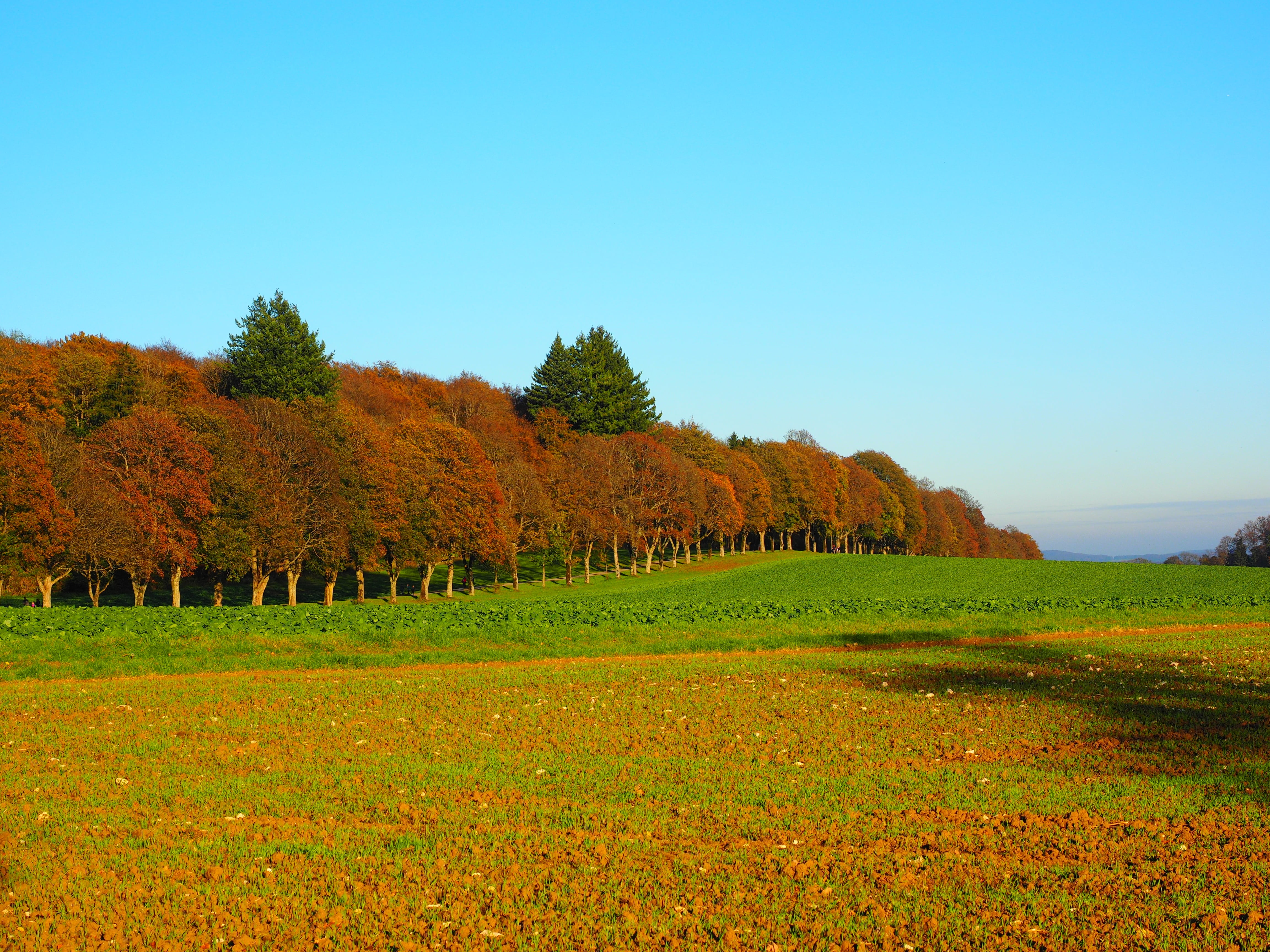 outdoors, grass, photography, no people, field, blue, yellow, tranquility, sky, green manure, meadow, oilseed rape, autumn, trees, landscape, lewat, land, HD Wallpaper