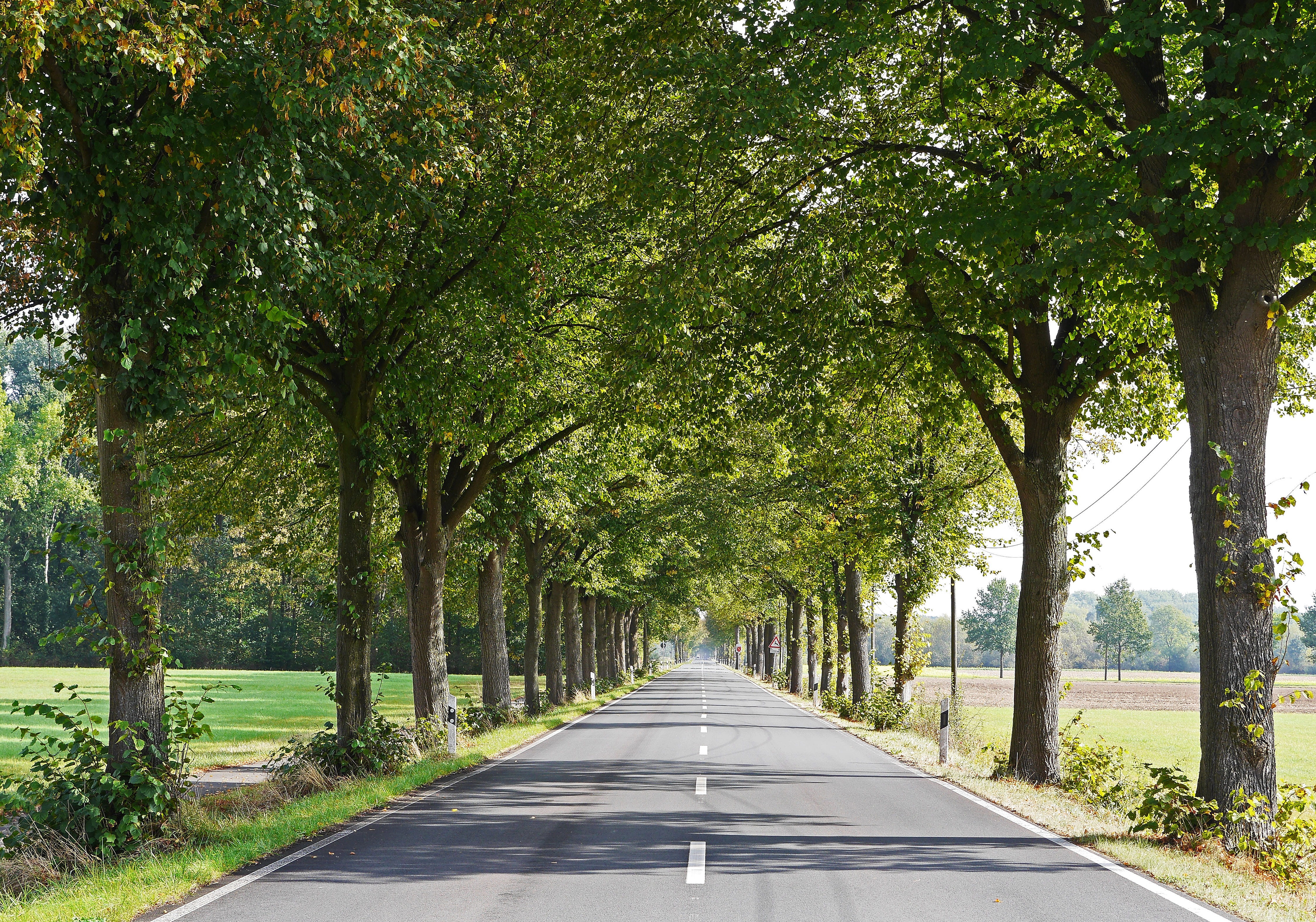 no People, Münsterland, nature, prince, arable land, city, tranquility, north rhine westphalia, road marking, outdoors, green Color, transportation, tree, HD Wallpaper