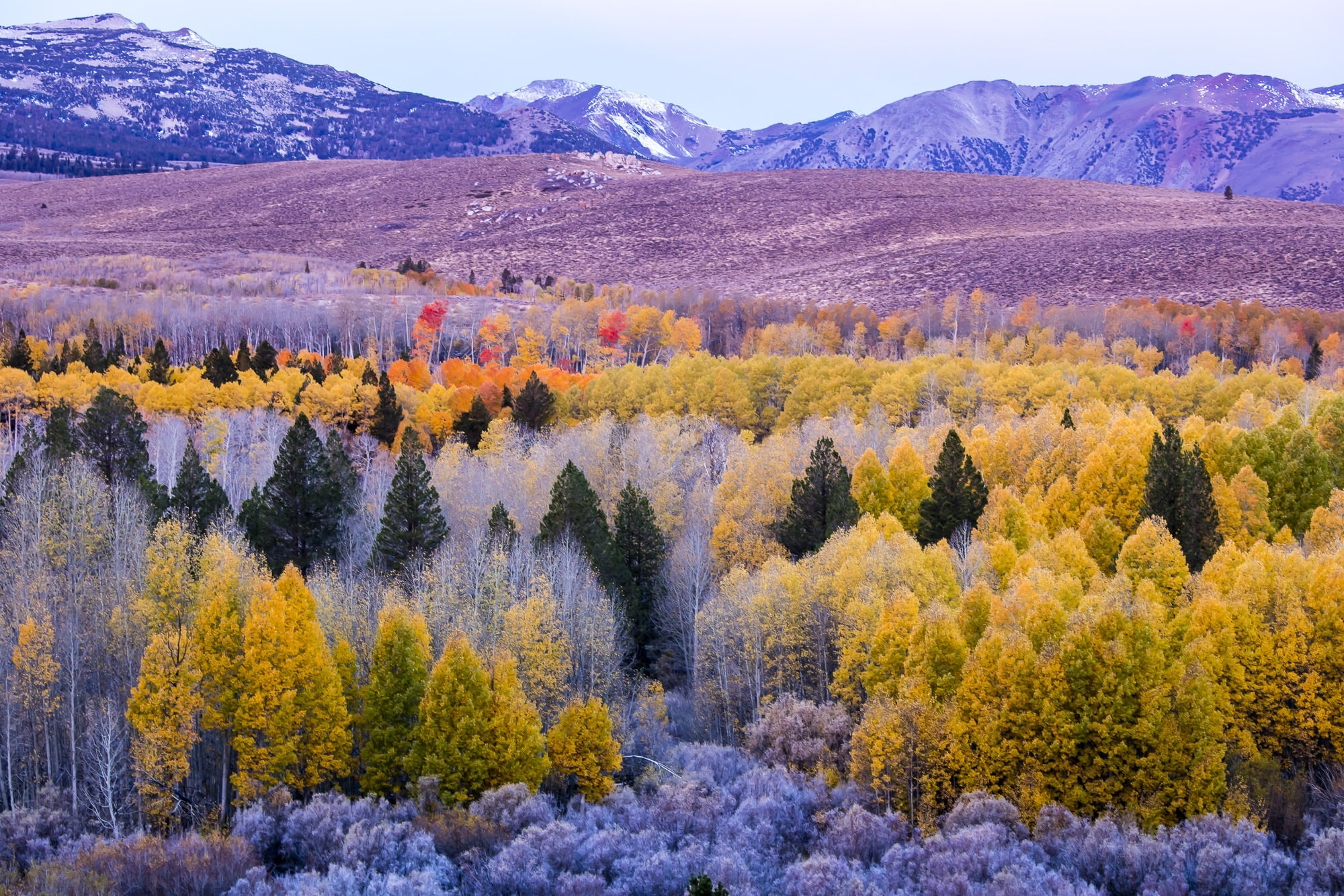 outdoors, day, highlands, mountain, non-urban scene, colorful, beauty In Nature, change, tranquility, 1080P, season, environment, coniferous tree, trees, HD Wallpaper