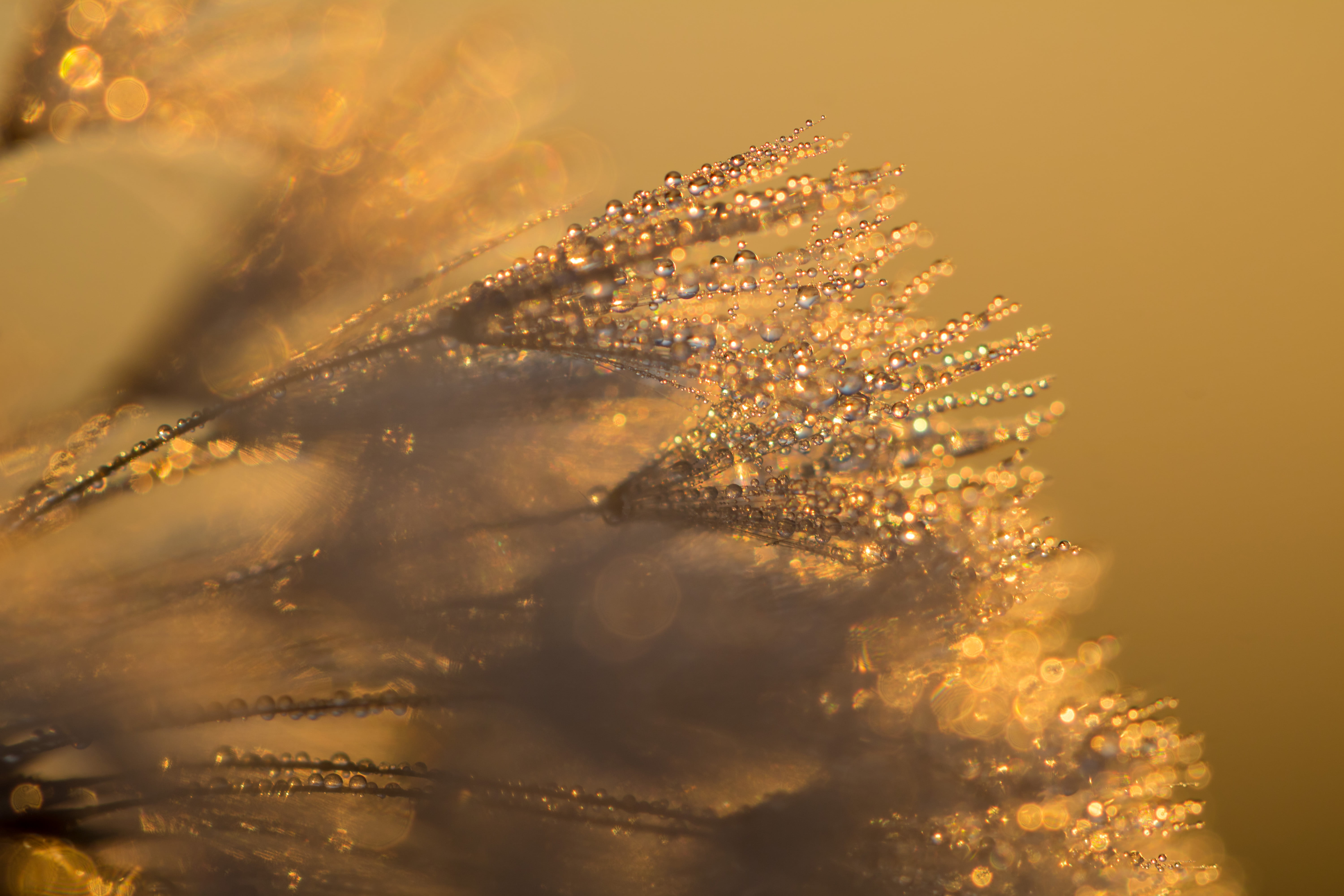 camera, canon eos, iso_speed, state, drop, Söderslätt, macro, backgrounds, drops, focal_length, ƒ / 4, country, geo, model, makro, dagg, 760d, dew, geo:location, HD Wallpaper